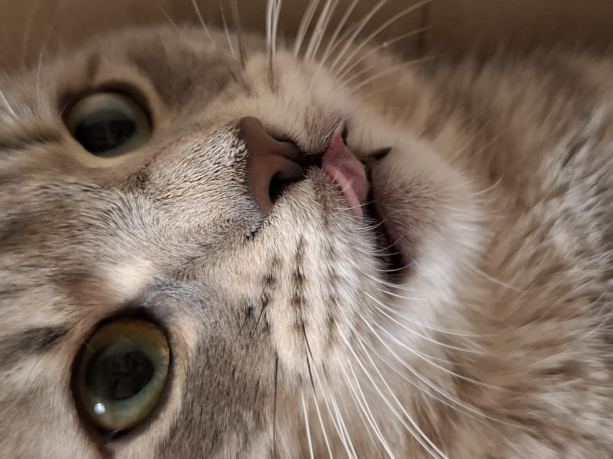 Close-up image of a gray tabby cat's face, with a pink tongue slightly protruding from its mouth. The cat has green eyes. The image is close-up, showing the texture of the cat's fur and whiskers. The location in Novi Sad, Serbia is not discernible from the provided image.