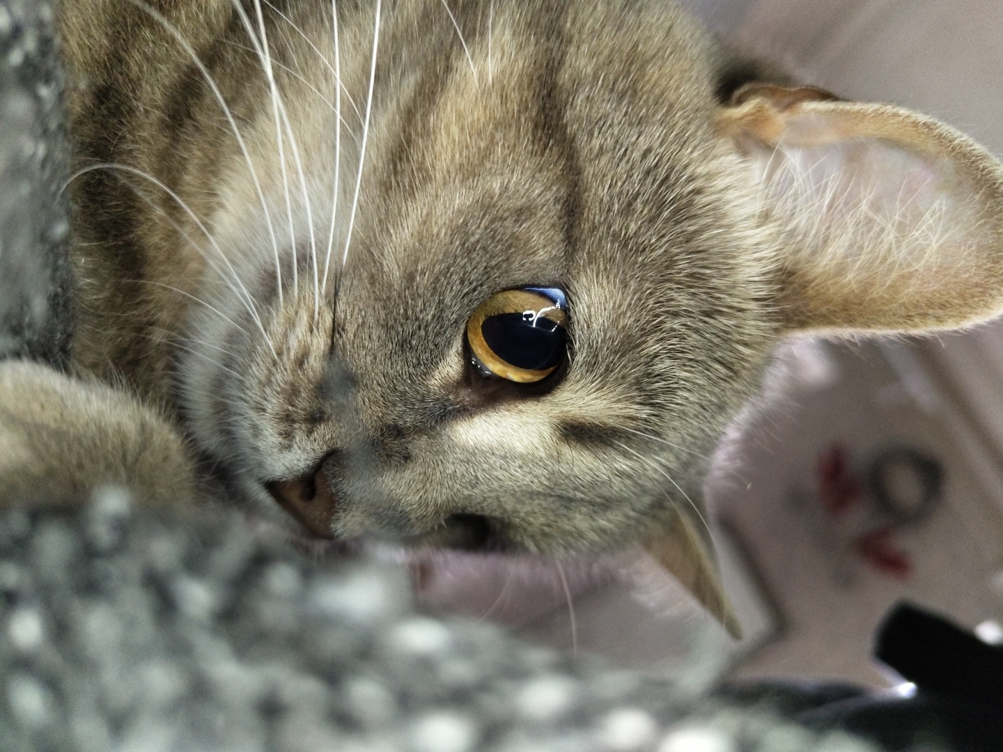 This is a close-up, high-angle shot of a tabby cat's face. The cat is lying down, with its head tilted and its gaze directed towards the camera. The cat's fur is a mix of grey, brown, and black stripes. Its eyes are large and round, with bright yellow irises and dark pupils. One eye has a reflection in it. The cat's whiskers are long and white, fanning out from its muzzle. Its ears are visible, with one perked up and the other slightly folded back. The background is blurred, but appears to be a textured surface, possibly a blanket or rug, in a light gray color. To the right, a blurred background suggests an indoor setting, possibly with some light-colored fabric or paper with red and black markings. The overall lighting suggests it is daytime, but the specific time and weather conditions are not discernible. The cat's expression is calm and curious. There is no visible text in the image.