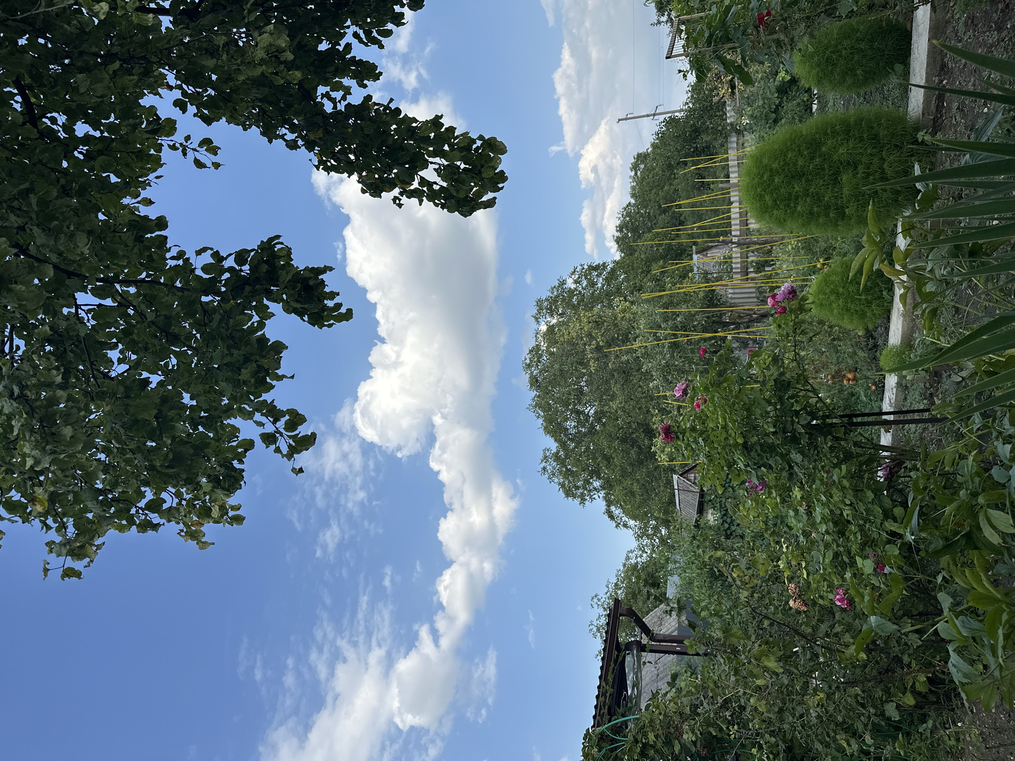 The image depicts a lush garden under a partly cloudy blue sky. The foreground is filled with various plants, including what appear to be roses in bloom, some with pink petals. There are also some tall, green, conical bushes and other leafy plants. In the midground, a cluster of tall, thin yellow stakes are visible amongst the greenery, possibly used for plant support. Further back, there are several small buildings with pitched roofs, consistent with typical dacha-style structures found in rural or suburban areas. A fence is visible in the background. The overall impression is of a well-maintained, thriving garden, likely in a rural or suburban setting. Given the context provided that the image is from Essentuki, Russia, this scene is representative of a garden in that region. There are no people or animals visible in the image. The focus is on the natural elements and structures within the garden.