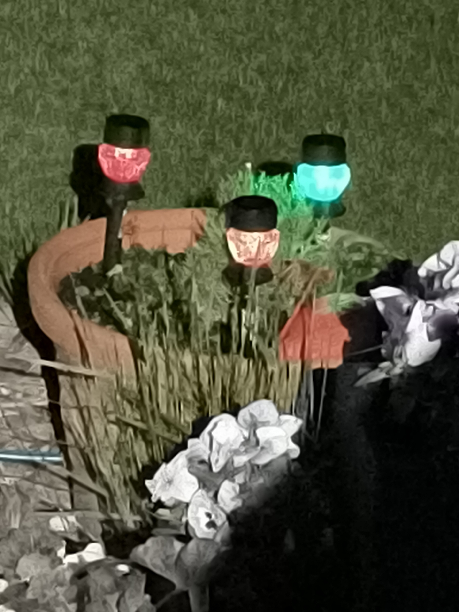 The image depicts a garden scene at night. A terracotta pot contains various plants and three solar-powered garden lights. The lights emit red, orange, and green illumination. The pot is surrounded by other plants and some white flowers are visible in the foreground. The location is Unknown, Unknown.