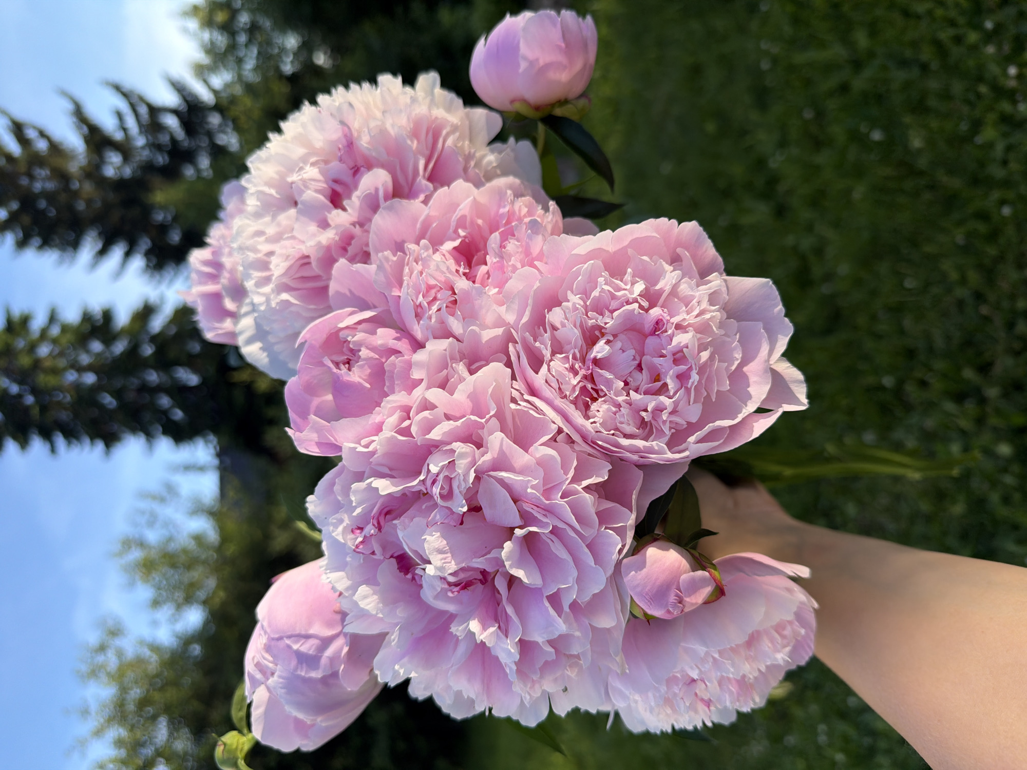 A hand holds a bouquet of pink peonies against a backdrop of green grass and trees under a clear blue sky. The peonies are the main subject, with their delicate petals catching the sunlight. The background is slightly blurred, emphasizing the flowers. The image appears to be taken outdoors during the day, likely in a garden or park setting. The location in the city of Прикамский, Russia, is not visually discernible from the image itself.