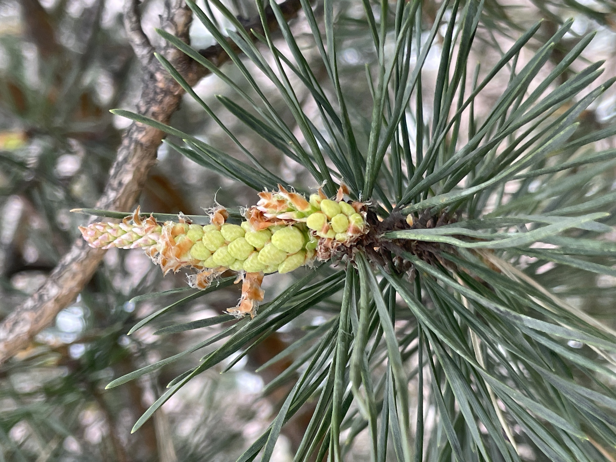 A close-up shot depicts a pine branch with long green needles radiating around a cluster of light green, immature pine cones. The cones are arranged along a central stem, some with brown bracts. The branch is attached to a thicker, brown stem. The background is blurred, suggesting a natural setting. While the location of the image is given as Saint Petersburg, Russia, there are no elements within the scene to corroborate that.