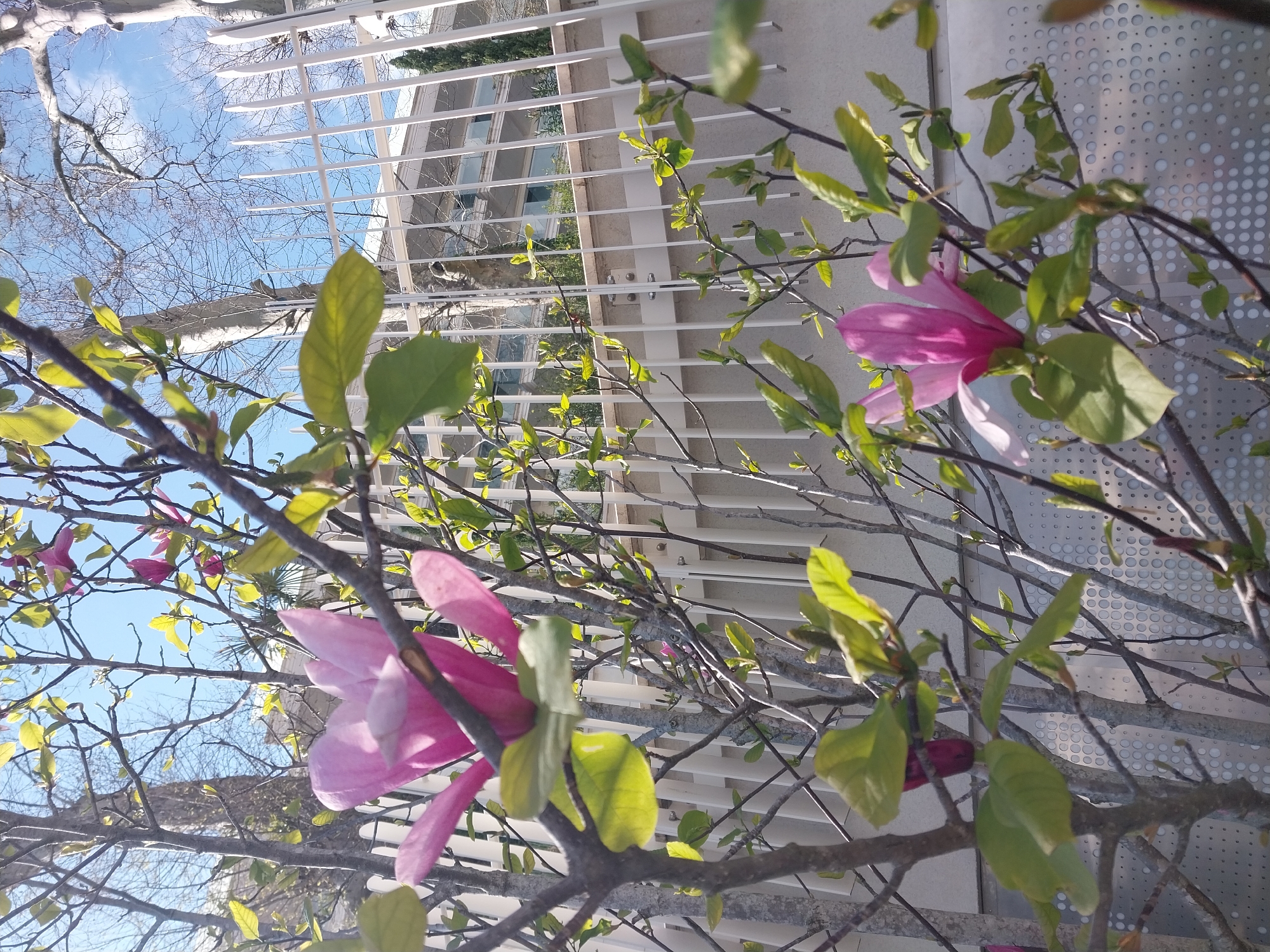 The image depicts a close-up view of a magnolia tree in bloom, with pink flowers and green leaves. The branches are bare except for the new foliage and blossoms. In the background, there is a modern building with white horizontal slats or louvers, possibly a facade or architectural detail. Beyond the building, a glimpse of a blue sky with scattered clouds is visible. The photograph appears to have been taken from a low angle, looking upwards through the branches. The location is Sochi, Russia.