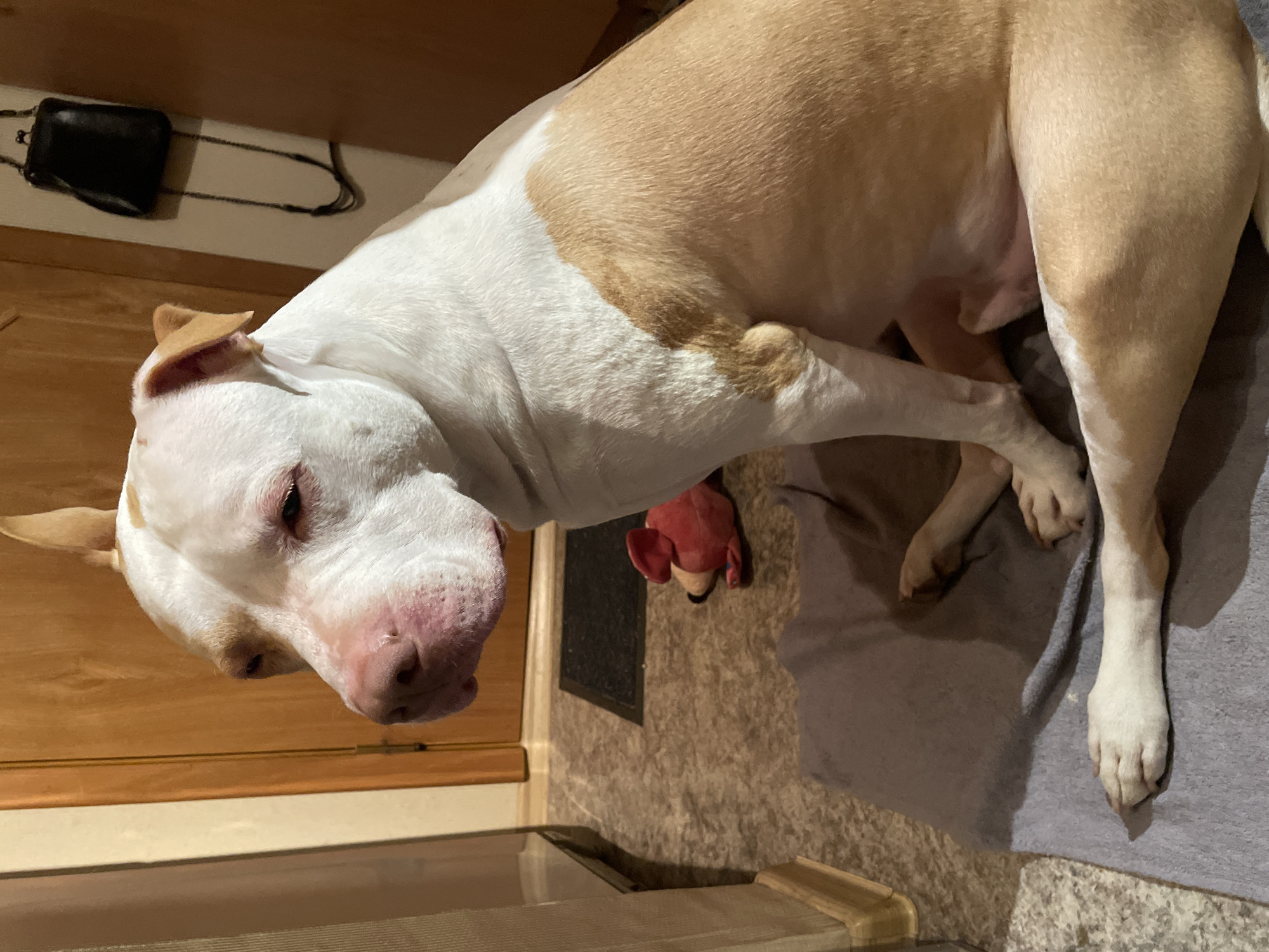 A white and tan Pitbull dog is sitting on a gray blanket on a tiled floor. The dog is looking to the left with its eyes partially closed. There is a red toy mouse on the floor behind the dog. A brown wooden door is visible behind the dog. A black purse is hanging on the wall to the right of the dog. A beige cabinet is on the left side of the image.