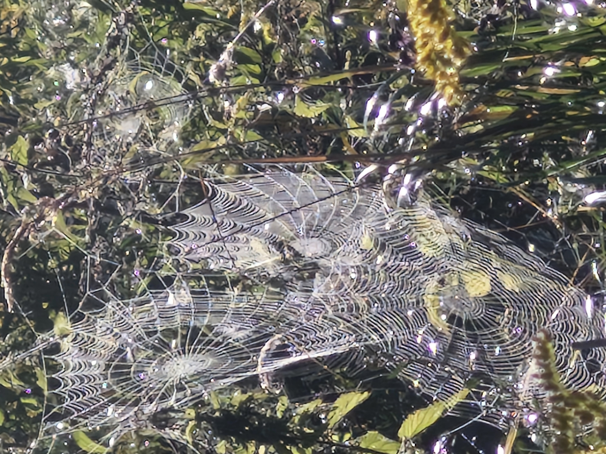 The image displays a close-up view of a dew-covered spiderweb, likely in a natural setting such as a park or garden within the city of Ķekava, Latvia. The spiderweb, intricate in its design, is adorned with numerous water droplets that catch the light, creating a shimmering effect. The surrounding environment is characterized by lush green foliage and some dry vegetation, suggesting an outdoor location. No people or animals are visible in the frame, and there are no apparent human-made objects or structures. The lighting suggests it is daytime, possibly early morning due to the presence of dew. The focus is primarily on the detailed structure of the spiderweb and the interplay of light and water droplets.