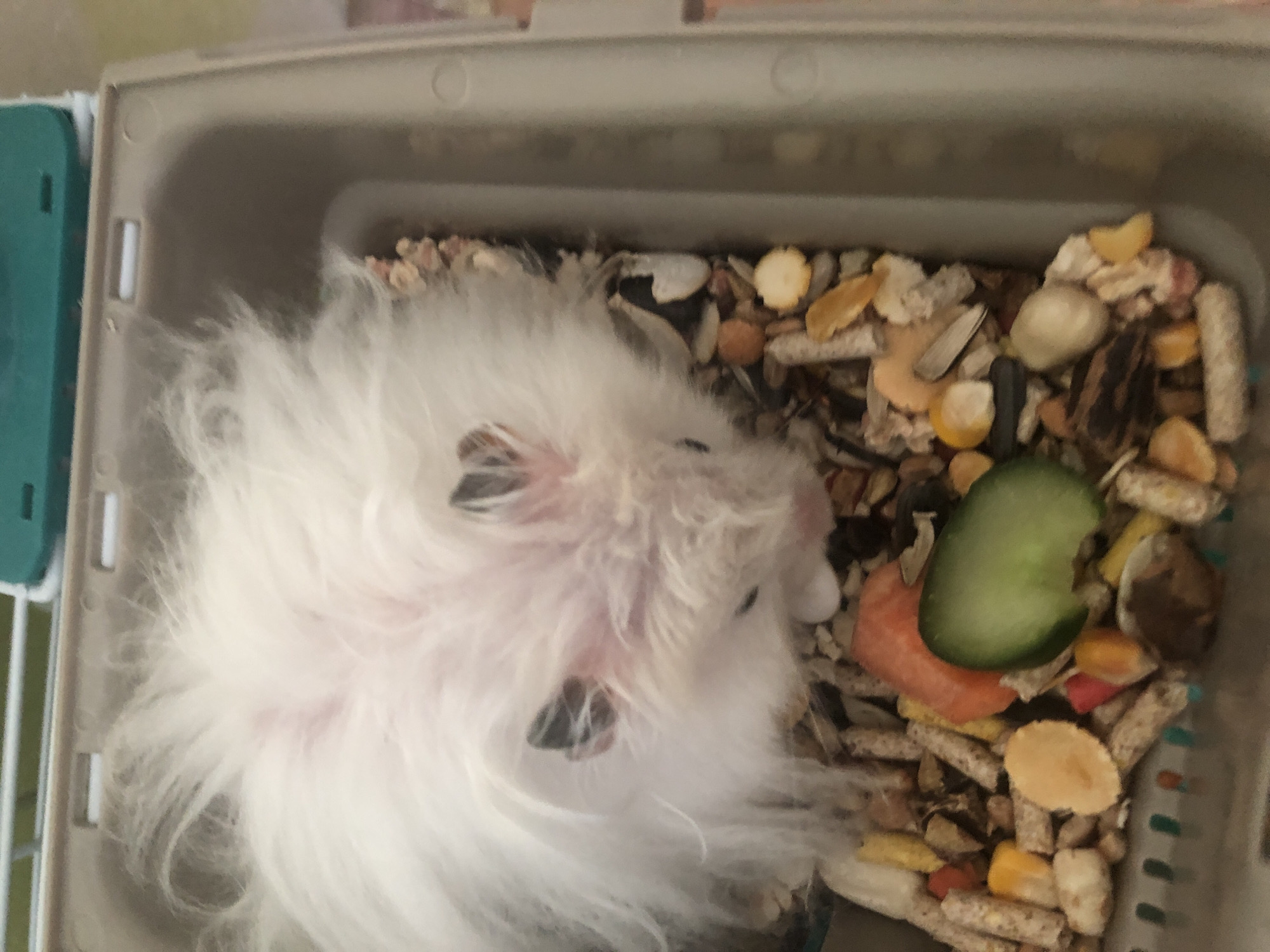 An overhead, slightly tilted medium shot captures a fluffy white hamster in its enclosure. The hamster, which occupies the top half of the frame, has dark eyes and is partially obscured by its voluminous fur. The enclosure is filled with a mixture of food pellets, seeds, and small pieces of orange and green vegetables, including a slice of cucumber and a segment of carrot. The hamster is nestled amongst this food, appearing to be either eating or resting. The enclosure itself is a light brown plastic bin with a ridged texture on the right side. The background is out of focus, with hints of a white wire cage structure and a green object at the very top. The scene is indoors, and there is no indication of the city of Solikamsk, Russia.