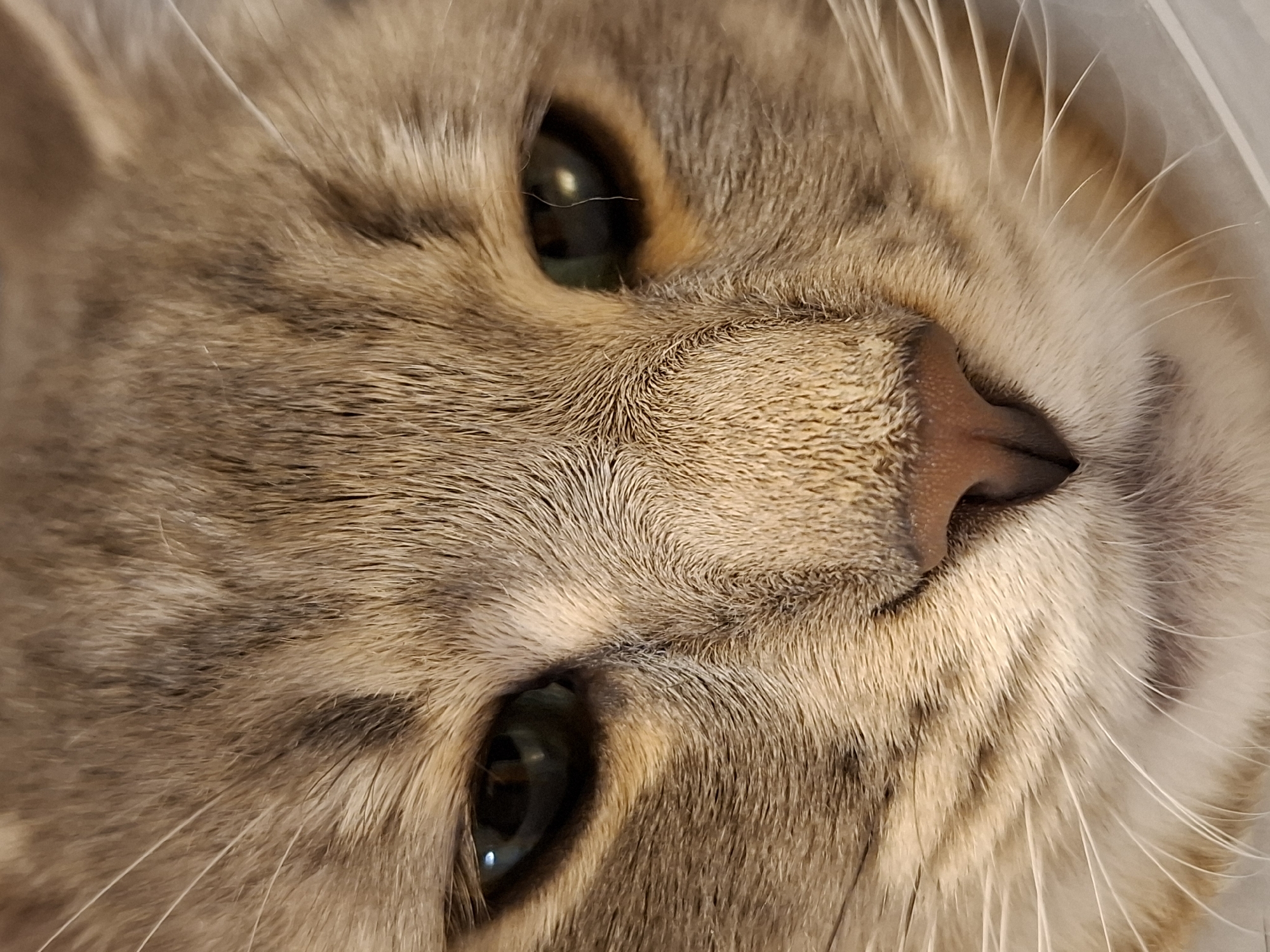 Close-up shot of a cat's face. The cat has grey and brown fur, green eyes, and a pink nose. The image is taken at an angle, with the cat's face slightly tilted. The location of the image is not discernible in the given image.