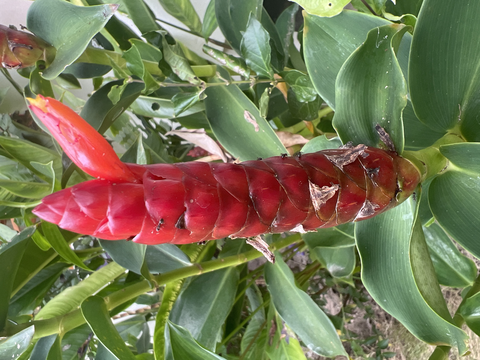 This media file is a close-up, top-down photograph of a vibrant red spiral ginger flower, also known as Costus barbatus or Red Button Ginger, surrounded by its lush green foliage. The flower head is conical and composed of overlapping bracts, giving it a layered appearance. Several small black ants are visible on the flower's surface, likely attracted to its nectar.
The setting is outdoors, with abundant green leaves and stems forming a natural, somewhat wild backdrop. The lighting suggests it is daytime, possibly sunny, as indicated by the bright colors and highlights on the glossy leaves and flower. There are no people or man-made objects prominently featured, emphasizing the natural subject. The image is captured in a way that focuses heavily on the texture and form of the ginger flower and its leaves.
There are no visible text elements in the image. The context provided places the scene in Koh Phangan, Thailand, hinting at a tropical or subtropical environment where such flora thrives. The overall impression is one of natural beauty and the small details of insect life interacting with the plant.