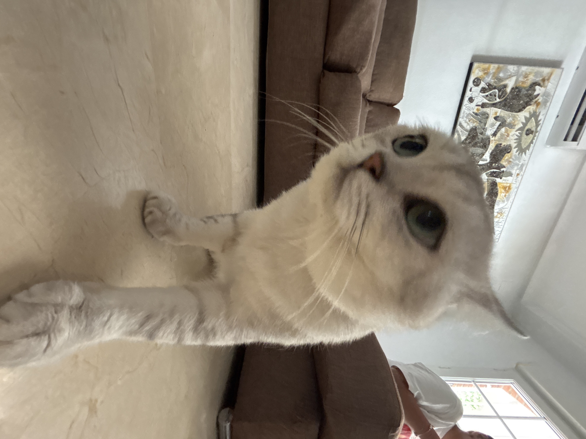 This image shows a white cat with green eyes, lying on a cream-colored tiled floor. The cat's front paws are extended forward. In the background, a brown sofa is visible, as well as a piece of artwork on the wall. The lighting suggests it could be daytime. There is a large window in the background, and through it, red brick buildings and greenery can be seen, consistent with the location context of Orihuela, Spain. The perspective of the photo is from a low angle, looking up at the cat.