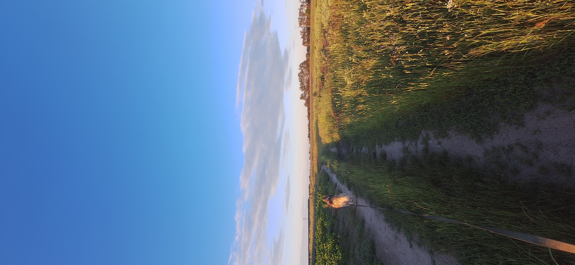 A dirt path cuts through a field of tall grass and crops, leading towards a distant line of trees under a clear blue sky with wispy clouds. A husky dog on a leash walks away from the camera along the path. The sun casts a warm glow on the scene, suggesting it is either sunrise or sunset.