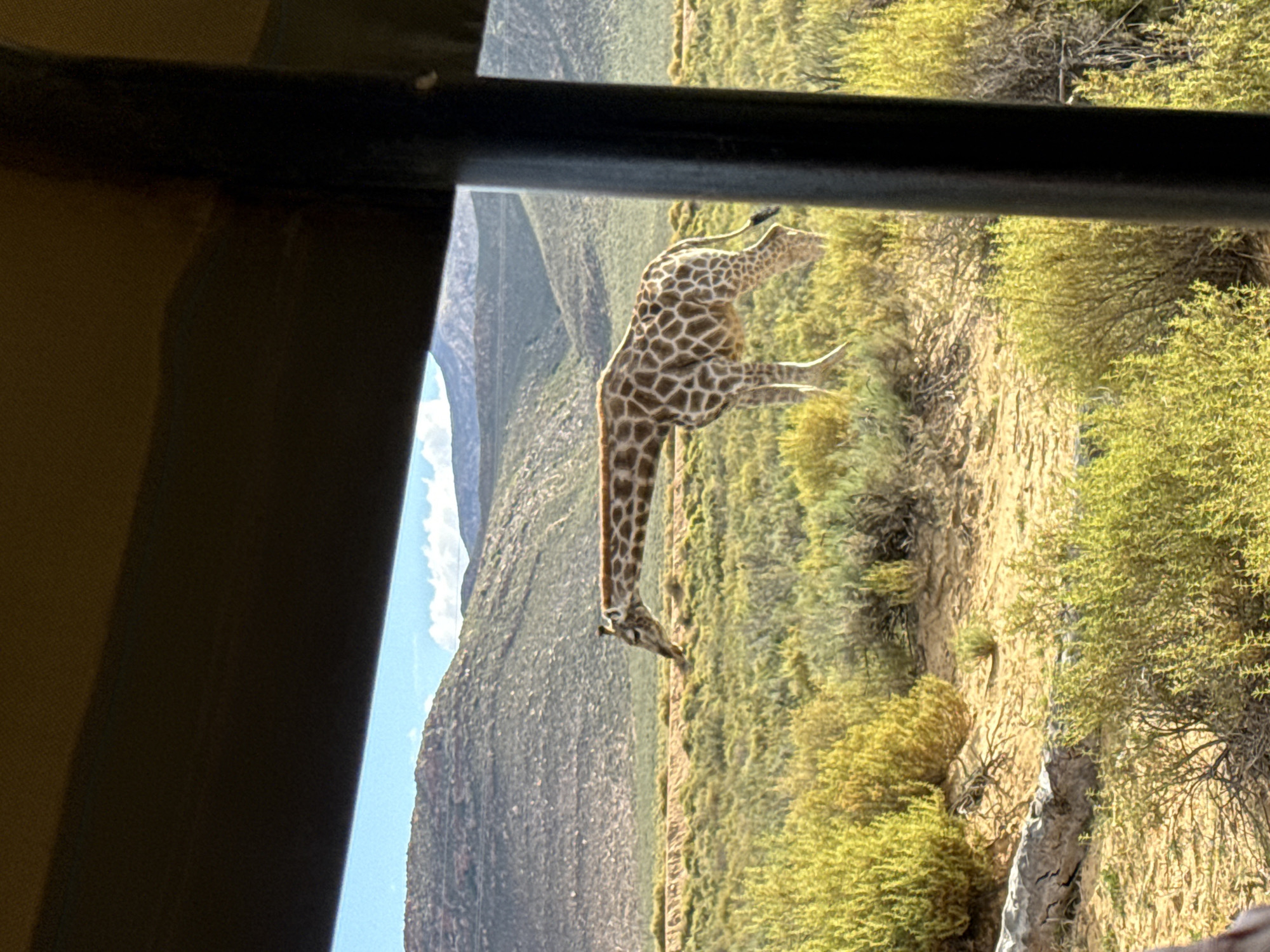 The image presents a daytime view of a giraffe in a natural, semi-arid landscape, captured from the perspective of an observer inside a vehicle. A dark, possibly metal, bar belonging to the vehicle's frame horizontally crosses the upper part of the image, with a dark canvas-like interior visible on the left.
The main subject, a giraffe, stands on light brown, somewhat rocky terrain, its head lowered towards the ground as if grazing or drinking. Its distinctive coat, featuring irregular brown patches separated by cream-colored lines, is clearly visible. The giraffe's body and part of its legs are visible, blending with the natural surroundings.
The background consists of extensive areas of green and yellowish-green scrub brush and small trees, characteristic of savanna or fynbos vegetation. Beyond this shrubland, imposing, rugged mountains or large hills rise under a clear, bright blue sky with sparse white clouds. The strong sunlight indicates it is daytime, likely late morning or early afternoon, illuminating the scene.
The image conveys a peaceful atmosphere, observing wildlife in its natural habitat. The setting is consistent with the provided location context of Breede Valley Nu, South Africa. No human figures or discernible text are visible in the media.