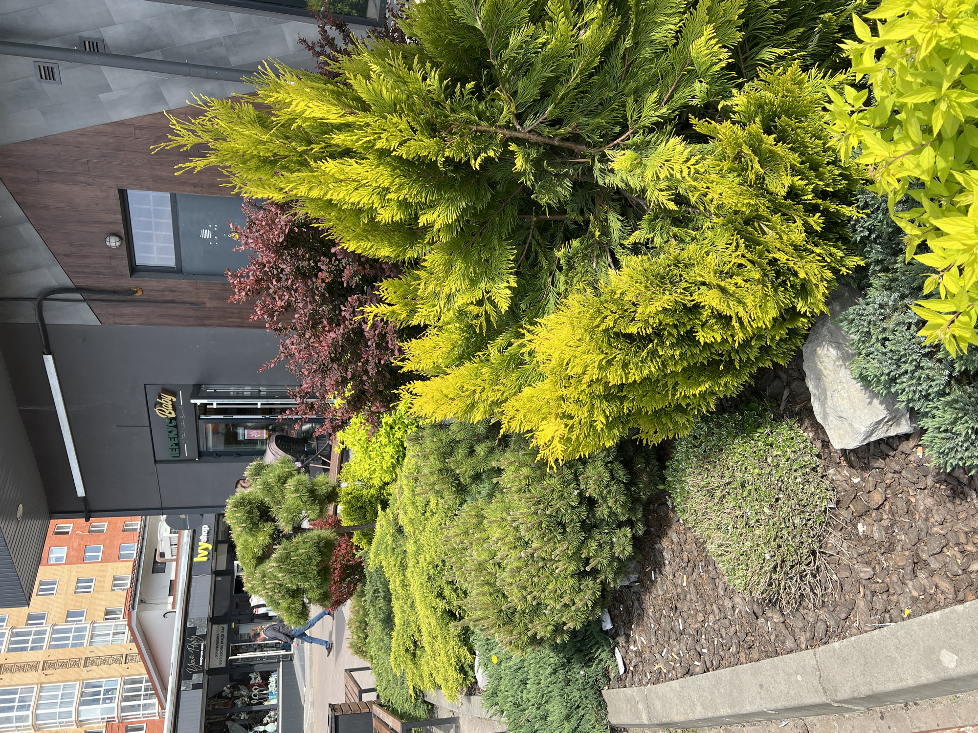 The image depicts a street scene in Ternopil, Ukraine. In the foreground, there's a landscaped area featuring various plants including coniferous shrubs and bushes with yellow and green foliage, arranged in a bed covered with bark mulch. A concrete border edges the landscaping.
Behind the landscaping is a commercial building with a dark grey facade and wooden accents. A window is visible on the upper portion of the building. A store named "Green Baby" is located at the street level, visible with its signage and entrance.
Further back, a street scene unfolds with people walking on the sidewalk. The buildings across the street are multi-story and display various architectural styles, including a building with orange brick and numerous windows.
The overall environment suggests an urban setting, possibly a commercial or shopping district. The lighting indicates a sunny day with clear skies. The image is taken at ground level, providing a perspective from a pedestrian's point of view.