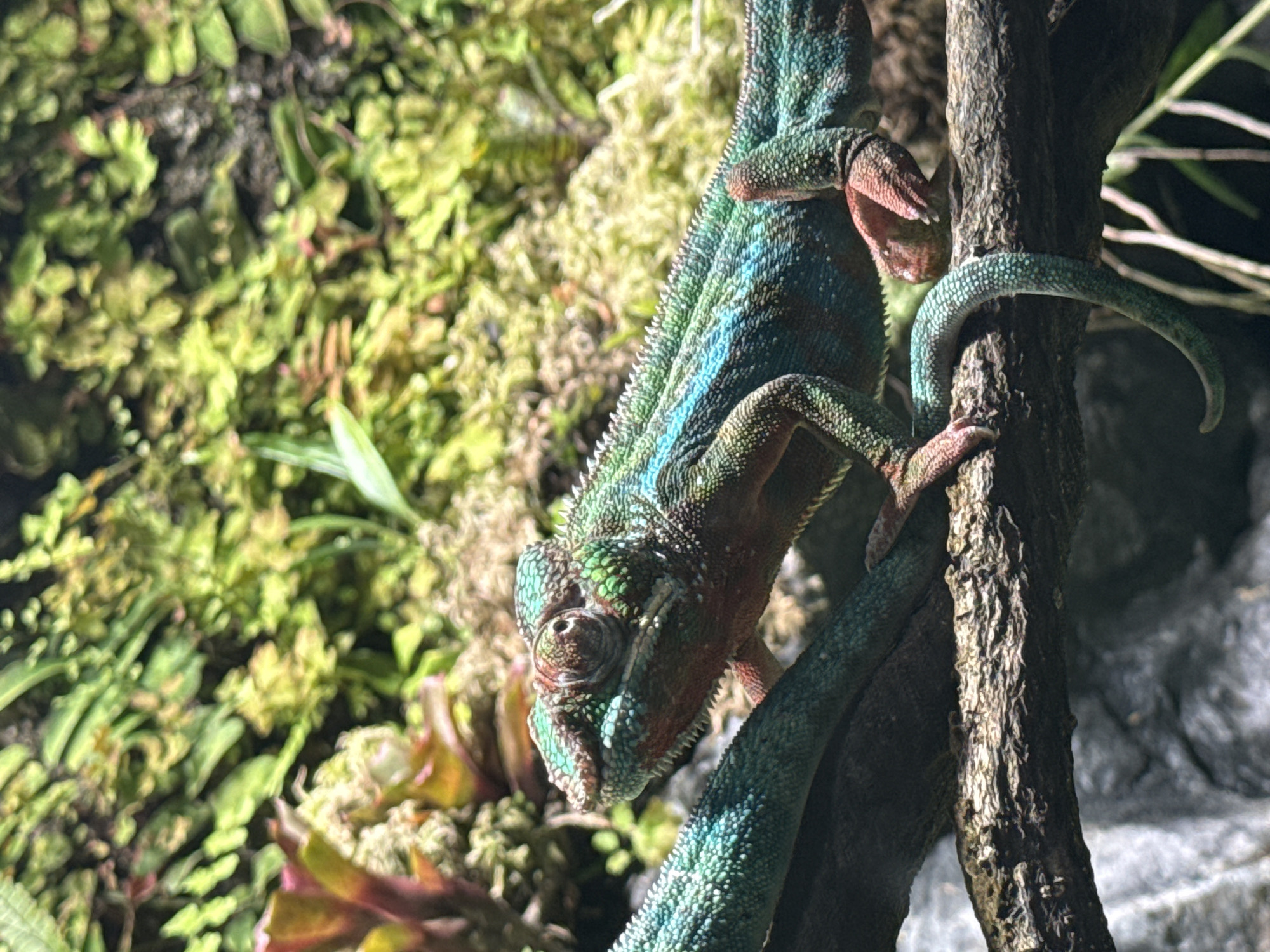 A chameleon is perched on a branch, its body a vibrant mosaic of greens, blues, and reddish-browns. Its textured skin is detailed with small, raised scales, and a crest runs along its back. The chameleon's head is turned to the left, revealing its distinctive bulging eye and a slight ridge above it. Its zygodactylous feet grip the rough bark of the branch, and its prehensile tail curves downwards. The background is a dense, lush display of greenery, appearing to be a terrarium or a natural habitat with mosses and small plants. The lighting suggests an artificial environment, possibly a zoo or a specialized enclosure, given the controlled setting and the sharp focus on the subject. There is no indication of the image being taken in Saint Petersburg, Russia.