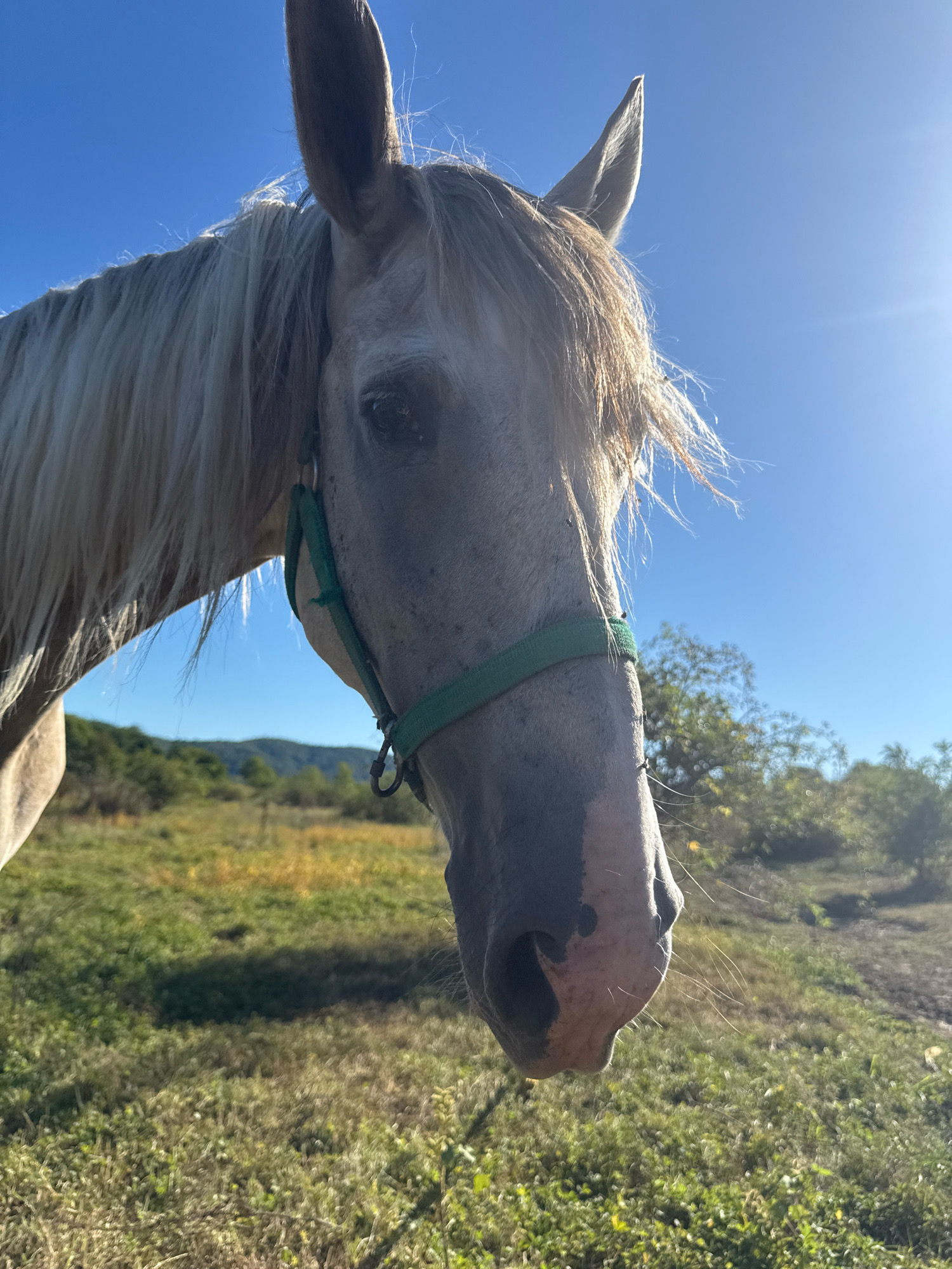 A close-up, low-angle shot of a light-colored horse's head is presented against a bright blue sky, with the sun glinting on the right side of the image. The horse is wearing a green halter. Its mane is light and slightly windswept. The background consists of a grassy field with scattered trees and rolling hills in the distance. The scene appears to be outdoors in a rural setting. There are no visible people or specific identifiable landmarks to indicate a location within Tenginka, Russia.
