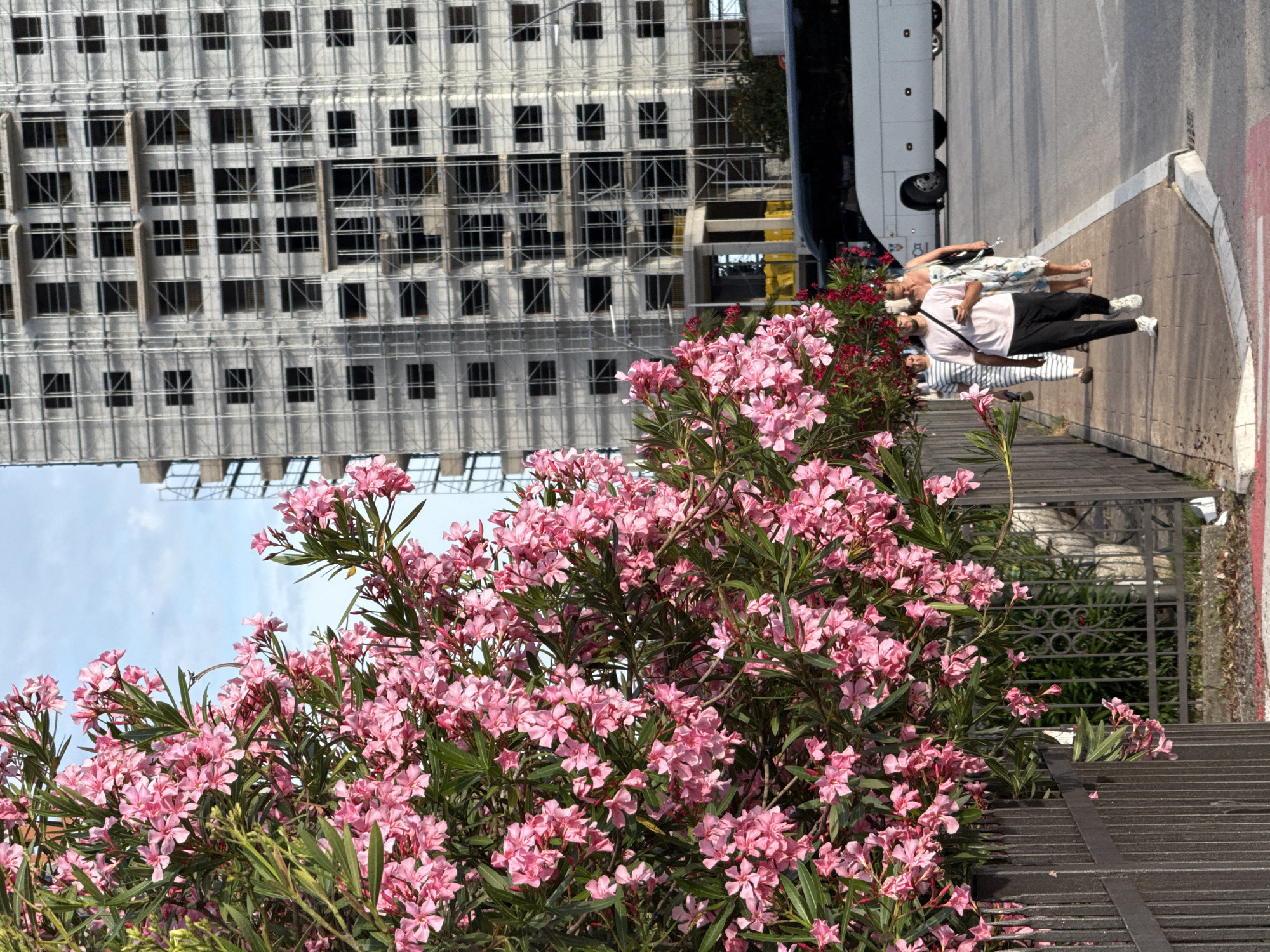 The image depicts a vibrant street scene in the city of Budva, Montenegro, under a clear, partially cloudy sky. In the foreground, a dense, flowering oleander bush with numerous pink blooms and dark green leaves extends across the left half of the frame, partially obscuring a dark metal fence below it.
On a paved sidewalk to the right of the bush, four individuals are walking. Closest to the viewer, a man with dark hair and a beard, wearing a light pink t-shirt, dark trousers, and white sneakers, walks forward while holding a dark mobile device. Behind him, a woman in a light-colored patterned dress and sandals walks, carrying a dark shoulder bag. Further back, another person in a striped dress is partially visible behind the oleander, and a fourth person is mostly obscured.
To the right of the sidewalk, a white and dark-colored coach bus is positioned on the road, with a red painted section visible on the asphalt near the curb. The bus is facing left, away from the viewer.
Dominating the background is a tall, multi-story building under construction. Its concrete structure features numerous rectangular window openings and is extensively covered with metal scaffolding, indicating ongoing development. Yellow protective material is visible on lower levels of the building.