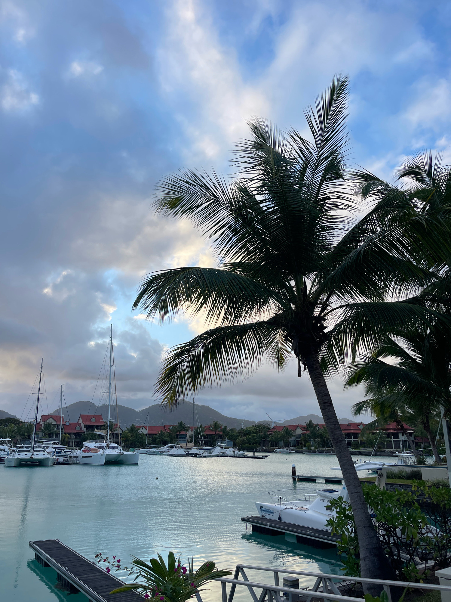 A medium shot captures a serene marina scene in Providence, Seychelles, under a cloudy sky. The turquoise water of the bay is calm, reflecting the overcast sky and the masts of sailboats docked along the shore. In the foreground, a palm tree leans in from the right, its fronds silhouetted against the sky. A dark wooden pier juts out into the water on the left, with a small cluster of pink flowers and a palm frond near its end. Several white sailboats and catamarans are moored in the marina, their sleek designs contrasting with the natural landscape. In the background, a row of buildings with red-tiled roofs and lush green vegetation lines the coast. Further in the distance, rolling hills form a backdrop to the settlement. The overall atmosphere is peaceful and tranquil, suggesting a quiet evening or morning in this tropical location.