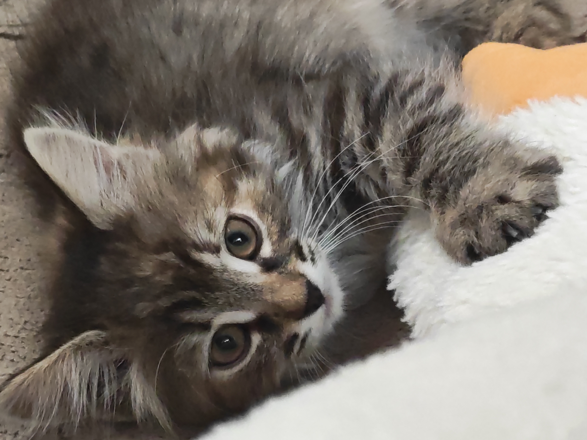 A close-up, eye-level shot shows a fluffy tabby kitten lying on its side, looking upwards towards the camera. The kitten's fur is a mix of brown, grey, and black tabby stripes, with white fur on its chest and paws. Its eyes are large and brown, with dark pupils. The kitten's right ear is visible, pointing upwards, while its left ear is mostly obscured by fur. The kitten's front paws are tucked beneath its body. To the right of the kitten, there is a white, fluffy object, possibly a blanket or toy, and a small, orange, bone-shaped object peeking out from behind it. The background is a textured, light brown surface, likely a carpet or upholstery. The lighting is soft and diffused. There is no indication of the city of Tolyatti, Russia, or any specific location within it.