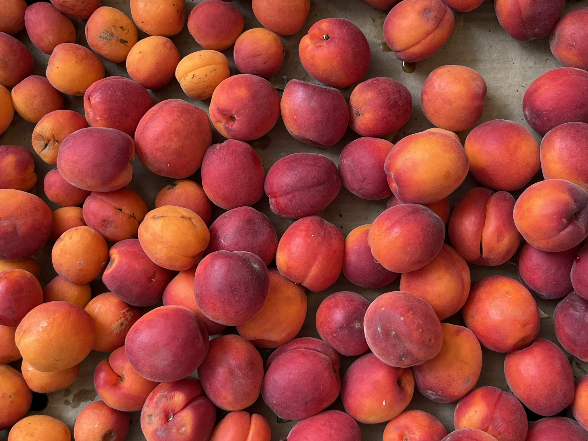 A top-down shot captures a dense arrangement of fresh apricots, predominantly in shades of vibrant orange and deep red, with some exhibiting a gradient of both colors. The fruits are tightly packed, overlapping each other, and appear to be resting on a neutral, textured surface, possibly cardboard or wood, with a slightly mottled brown hue. The apricots vary in size and shape, some perfectly round, others slightly oval or flattened, and a few show subtle signs of bruising or imperfections, suggesting they are recently harvested. The lighting is even, highlighting the smooth skin and slight sheen of the fruit. There are no people or other objects visible in the frame. The background is indistinct, a uniform, muted brown.