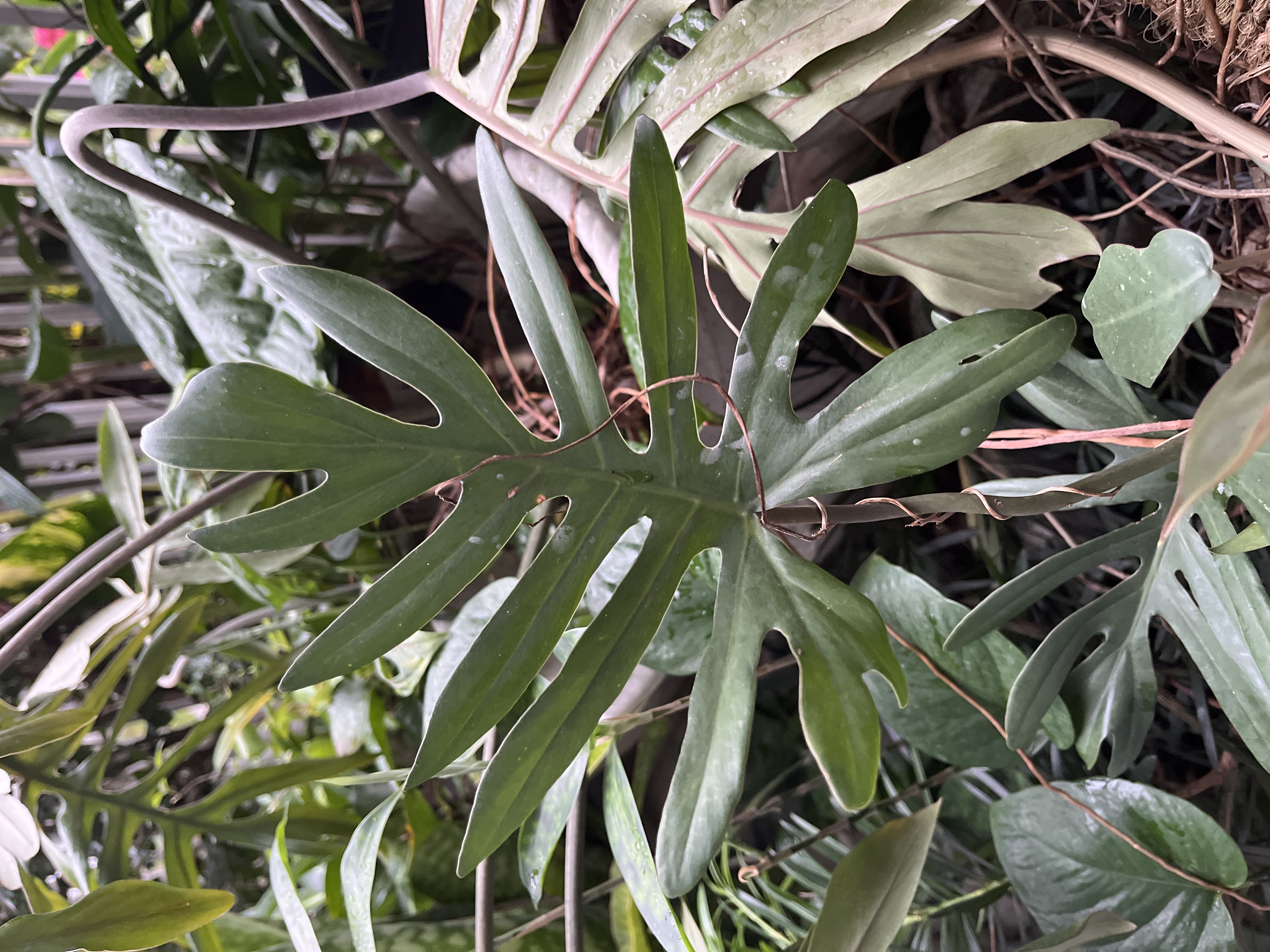 A close-up photograph shows a large, dark green, intricately patterned leaf with a brown stem. The leaf is bisected with a thin, light brown vine. The leaf is partially obscured by other leafy vines, some with reddish hues. This photo was taken in a green, dense, tropical setting, at a location with coordinates of -5.3857179 latitude and 105.3056402 longitude, in Bandar Lampung, Indonesia.