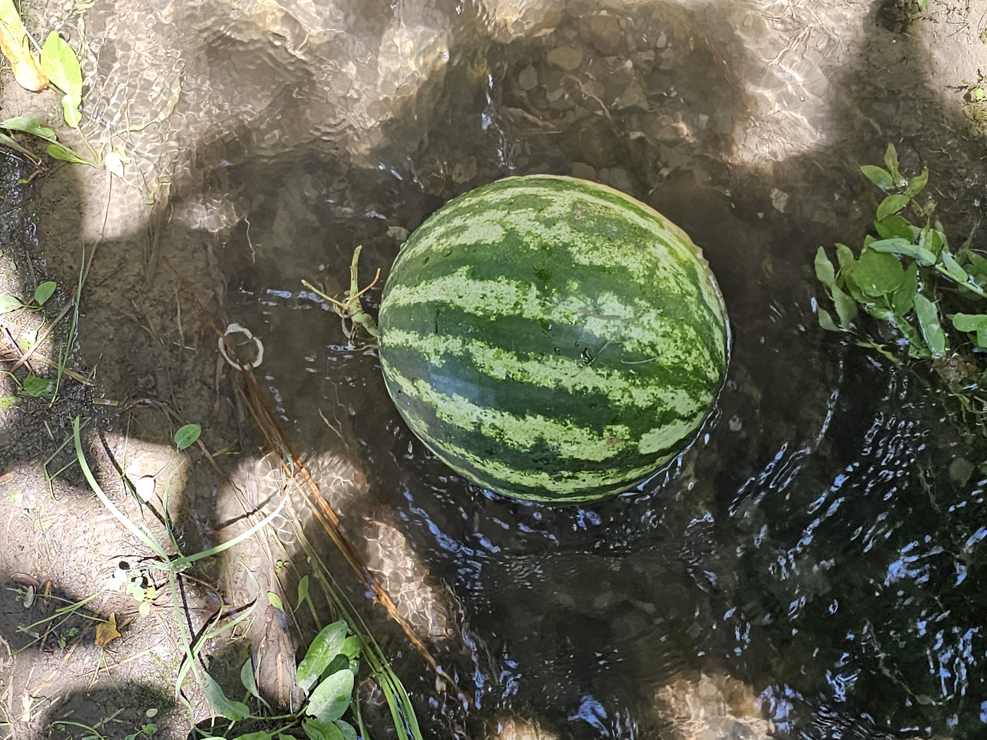 A whole watermelon, with green stripes and a stem, is partially submerged in shallow, clear water. The watermelon is positioned in the center of the frame, floating amidst a rocky, muddy streambed. Green vegetation is visible on the banks of the stream, with some leaves extending into the water. Sunlight creates dappled patterns on the water's surface and the surrounding ground. The scene appears to be outdoors, possibly in a natural setting within the vicinity of Ден-Булак 2, Kyrgyzstan.