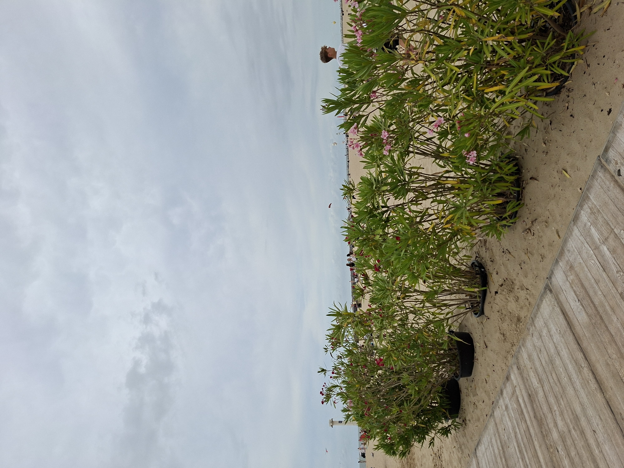 A vertical, eye-level, medium shot captures a sandy beach in Ostend, Belgium, under a cloudy sky. In the foreground, a wooden boardwalk runs diagonally from the lower left corner, with several potted green bushes with pink flowers planted in the sand alongside it. In the middle ground, the beach stretches out, with a few people visible in the distance. A young boy in a white t-shirt is walking towards the right, with his back mostly to the camera. The background shows a hazy horizon with more people and beach structures.