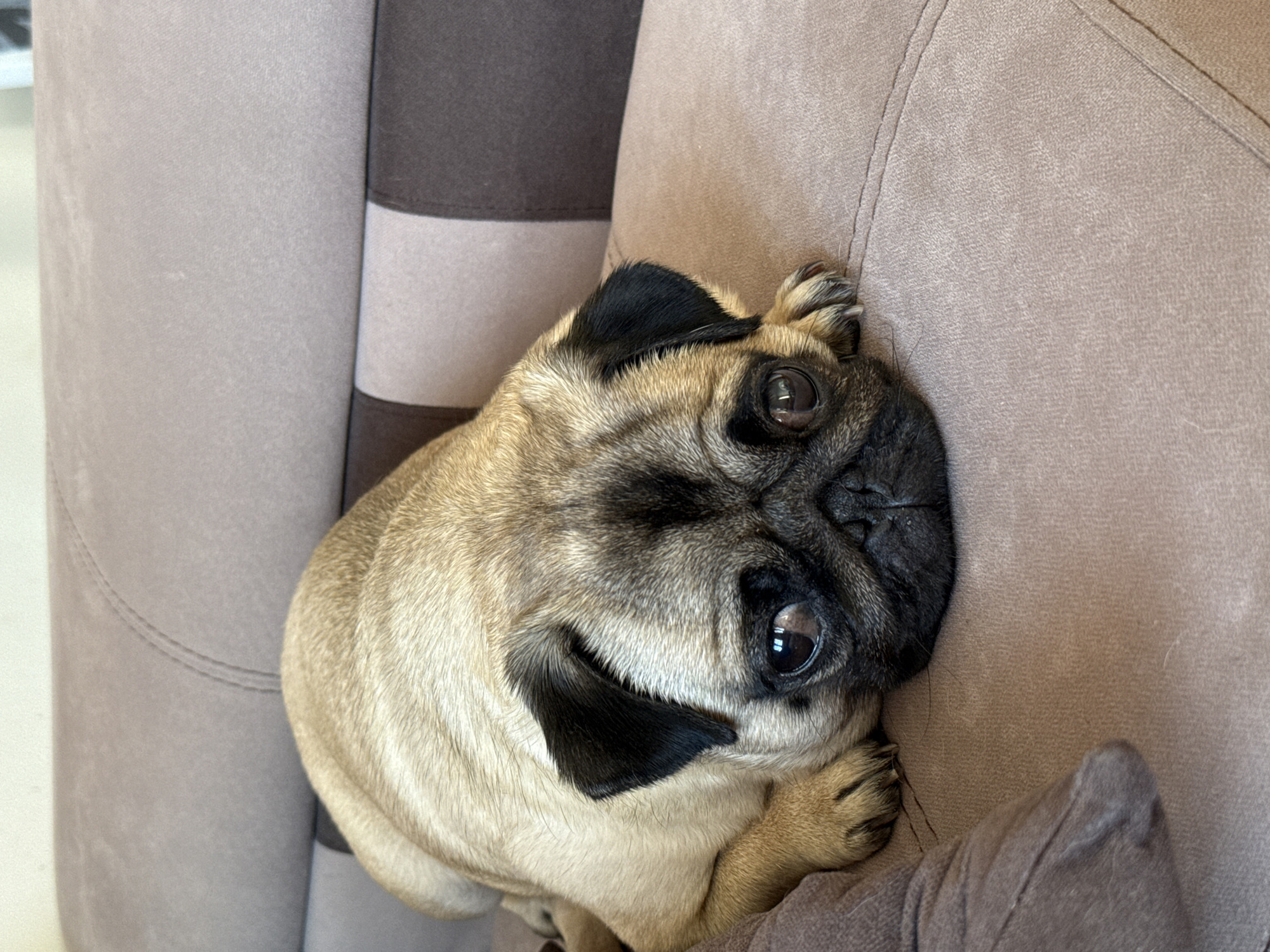 A fawn-colored pug dog is lying on a sofa. The pug is positioned in the lower half of the frame, facing the camera with its head resting on its paws. The dog's eyes are large and dark, and its expression appears somber. The sofa is upholstered in a textured, light brown fabric, with a darker brown and beige striped section visible in the background. The lighting is soft and natural.