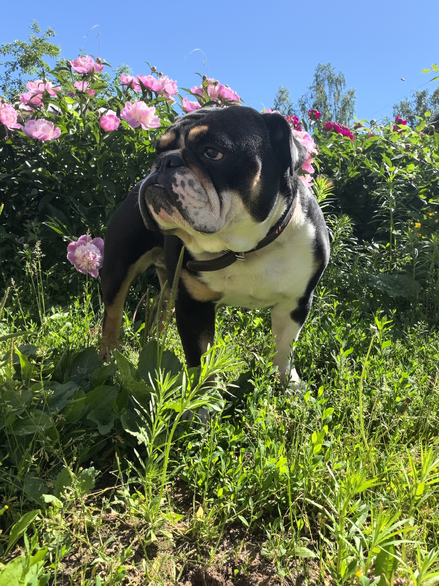 An English Bulldog stands in a garden in Noviy, Russia. The dog is black and white with tan markings and is looking to the left of the frame. It is wearing a dark collar. Behind the dog, there are bushes with pink peonies in bloom. The ground is covered in green grass and other plants. The sky is clear and blue.