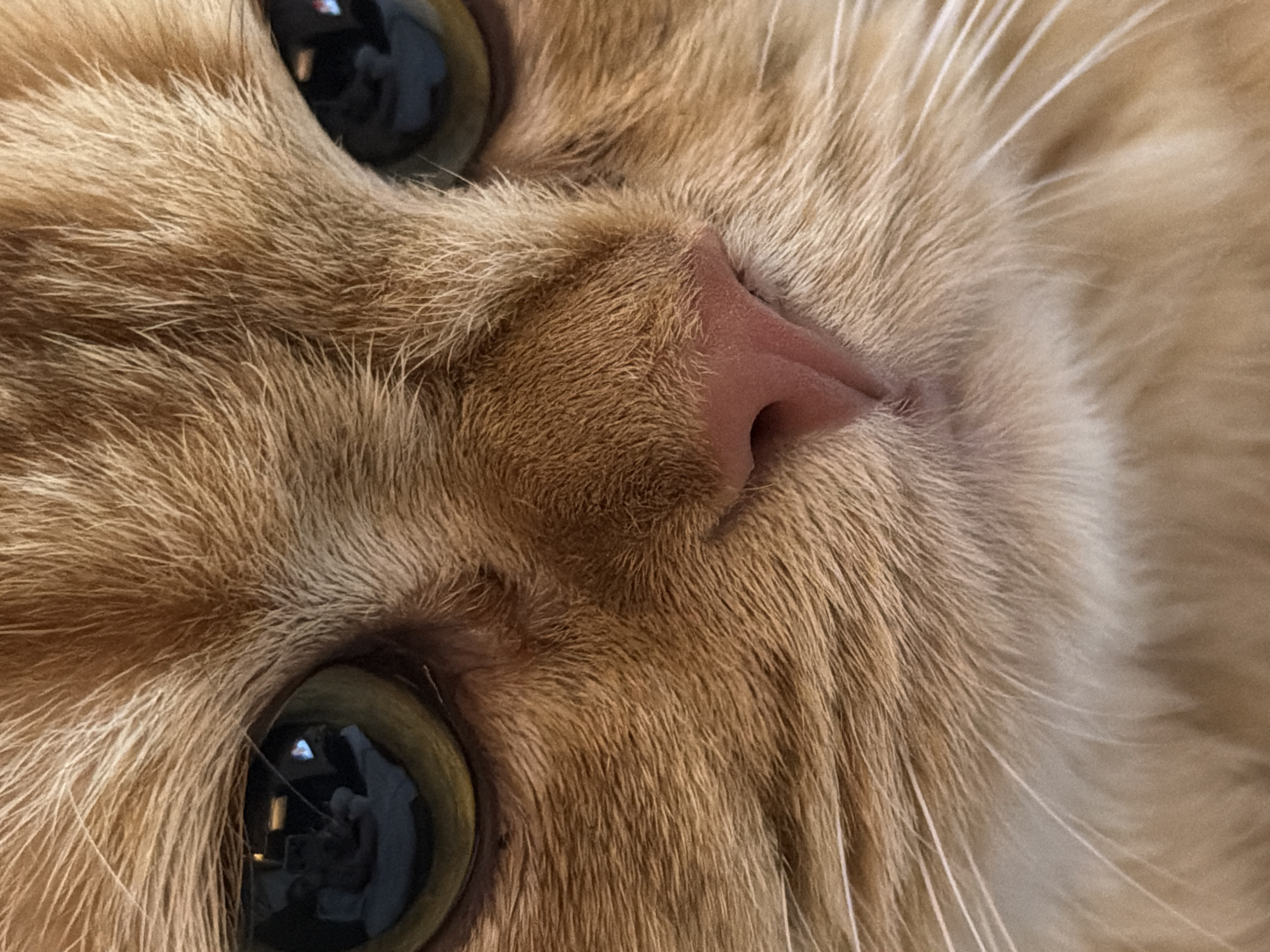 This is an extreme close-up, head-on photograph of an orange tabby cat's face. The focus is on the cat's nose and eyes. The cat's fur is ginger-colored with darker tabby stripes visible around the eyes and nose. The cat's eyes are large and appear to be a yellowish-green color. The pupils are dark. Reflections of interior lights and objects, including what appears to be a heart-shaped light, are visible in the cat's left eye. The cat's nose is a pinkish-brown color and appears slightly textured. Whiskers extend from the sides of the nose area. The background is blurred and consists of more of the cat's orange fur. There is no discernible information about the location in Đà Nẵng, Vietnam, as the image is a close-up of an animal with no environmental context provided.