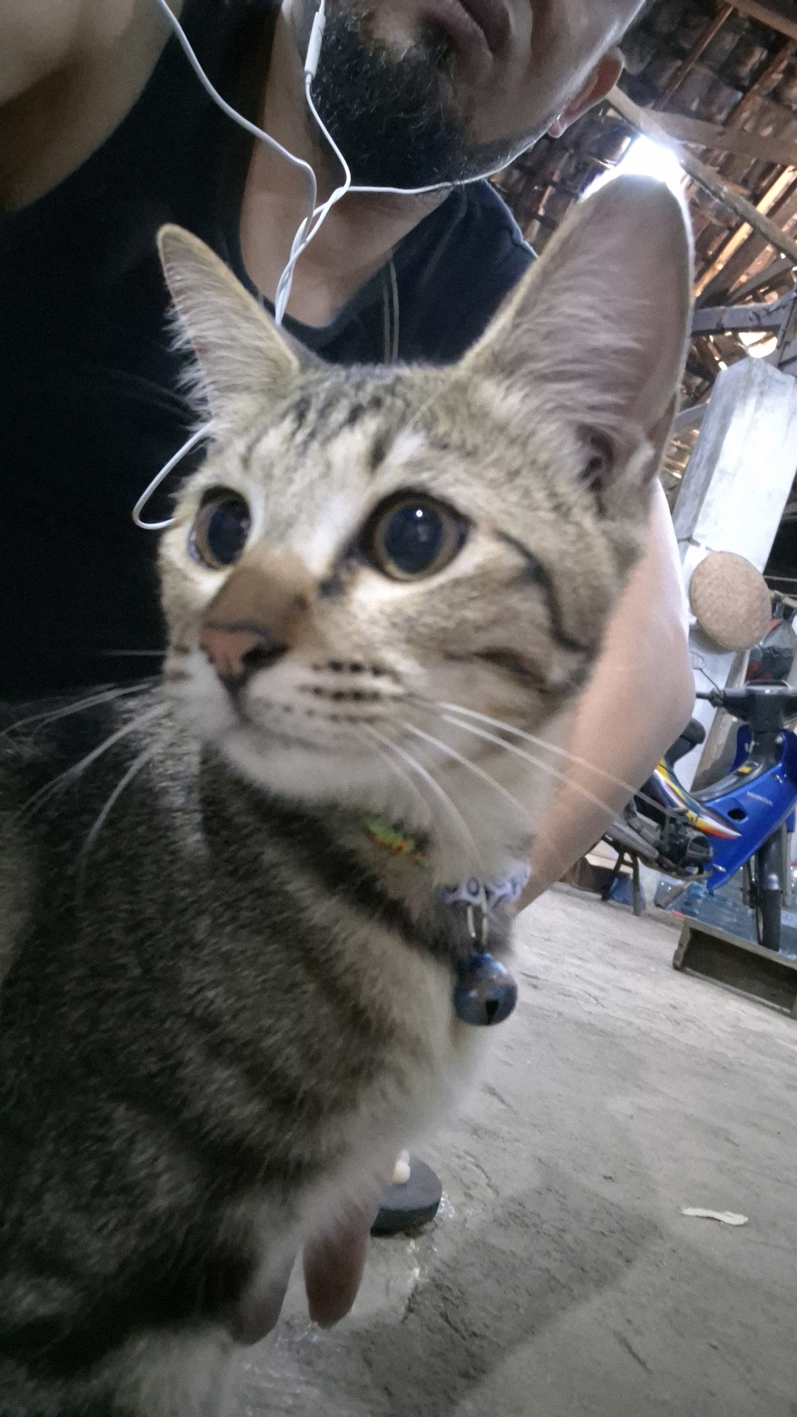 A close-up, first-person perspective selfie shows a tabby cat being held by a person, with the cat's head dominating the foreground. The cat has large, alert eyes and prominent whiskers. It is wearing a blue and white collar with a blue bell attached. The person holding the cat is wearing a black t-shirt and white earbuds. In the background, a blue motorcycle is visible, parked on a concrete surface. The environment appears to be an outdoor or semi-outdoor area, possibly a yard or a workshop, with exposed wooden beams and a tiled roof visible overhead. The overall lighting suggests daytime.