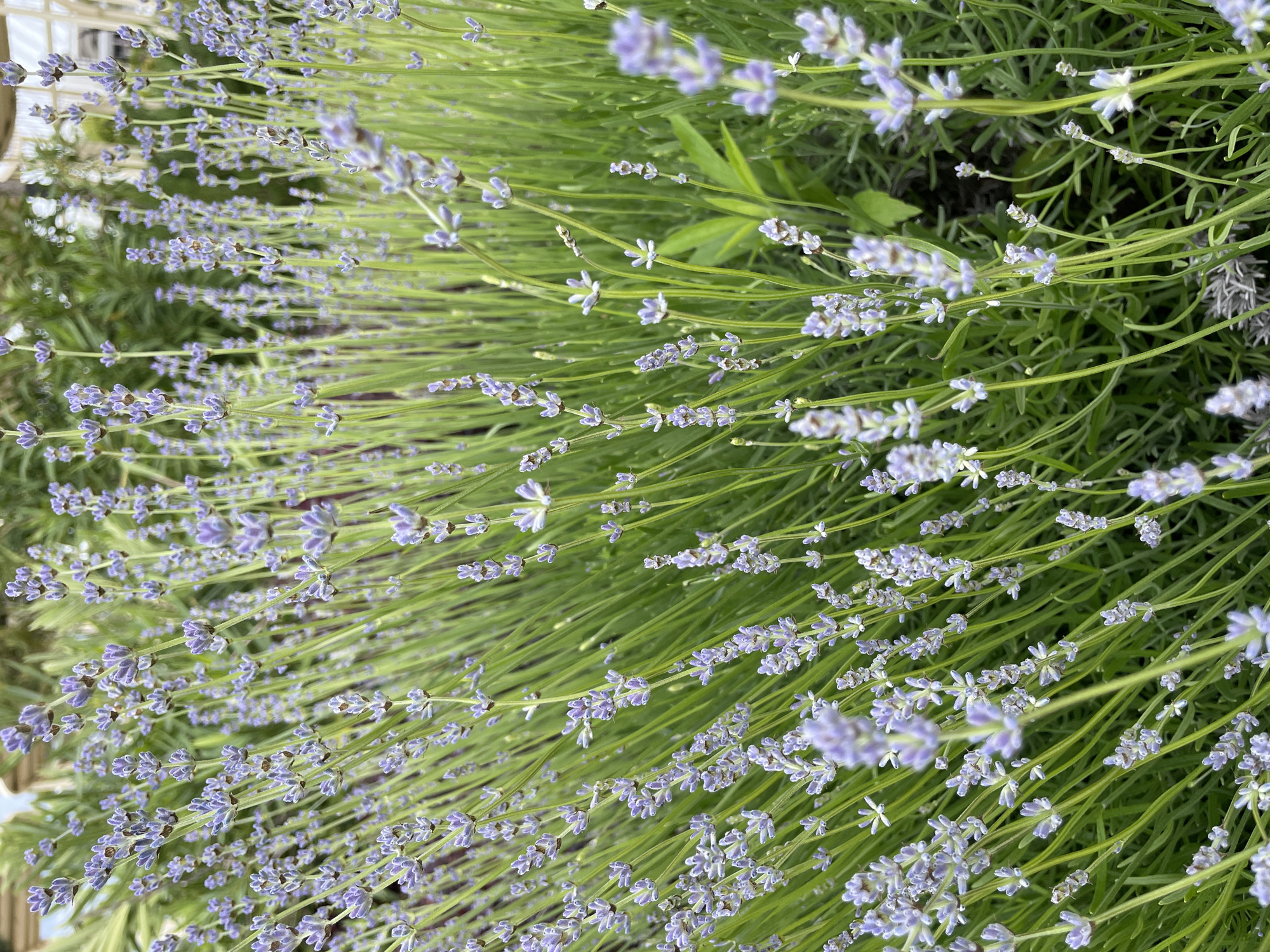 The image shows a close-up view of lavender plants in bloom. The scene is dominated by numerous stems with small, light purple flowers and green foliage. The dense arrangement of the plants creates a textured pattern. The background is slightly out of focus, suggesting a shallow depth of field. No people, subjects, actions or interactions are depicted. The environment consists of a garden setting with blooming lavender plants. Location is unspecified but inferred from the prompt to be in Sirius, Russia.
