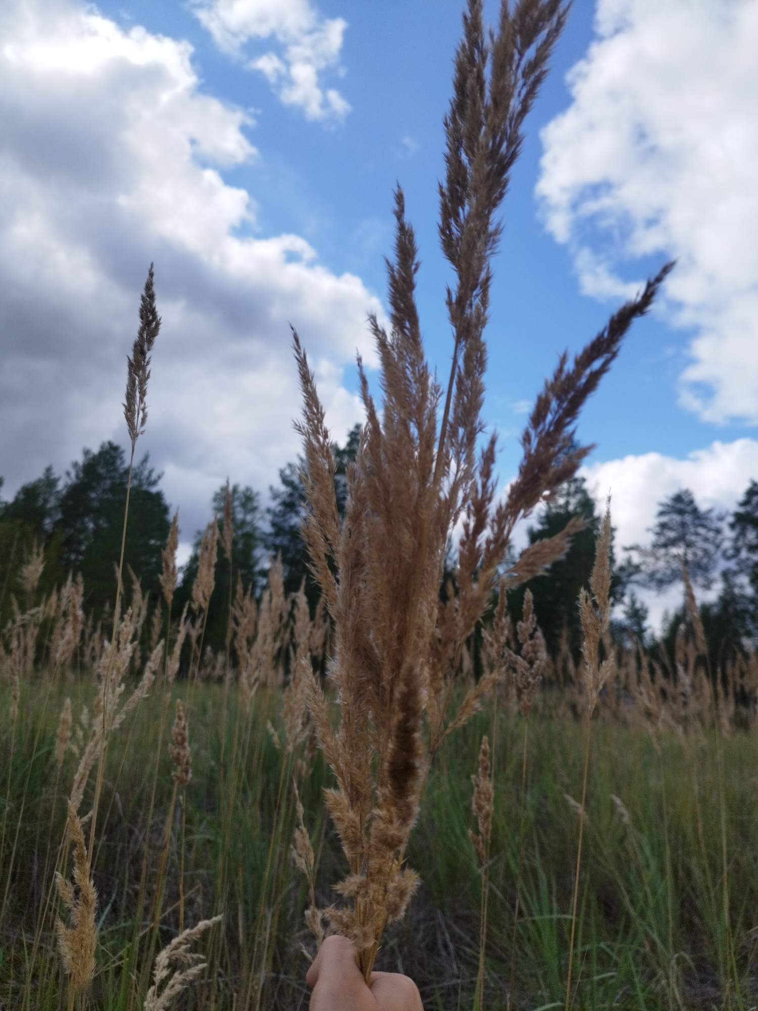 The image shows a close-up view of dry grass stalks against a background of a blue sky with white clouds and a line of trees. A hand is visible in the bottom right corner, holding a bundle of the dry grass. The overall scene is outdoors in a grassy area, possibly a field or meadow, with a forest in the distance. The lighting suggests it is daytime, with sunlight filtering through the clouds. There are no discernible landmarks or features that would specifically indicate the location as Surgut, Russia.