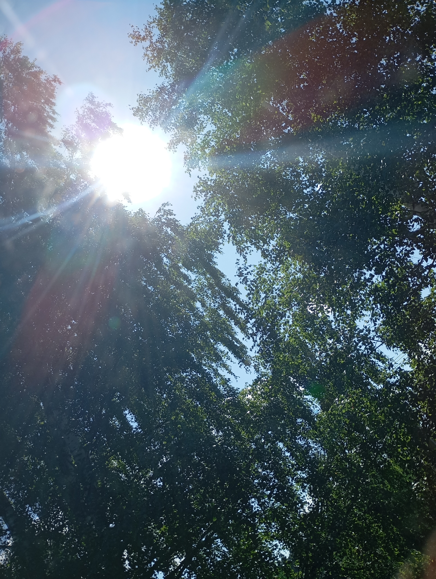The image shows a low-angle view looking up at the sky through the canopy of trees. The sun is bright and high in the sky, with visible sun flares and lens flares casting colorful streaks across the image. The leaves of the trees are green and dense, with the blue sky visible in patches through the foliage. The scene appears to be outdoors in a natural setting, likely a park or a street lined with trees. There are no people or animals visible in the image. The overall impression is one of a sunny day, with dappled sunlight filtering through the leaves.