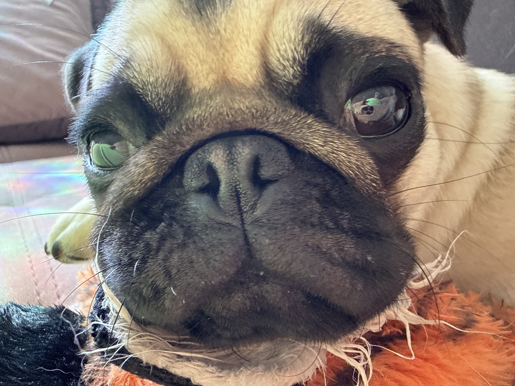 The image is a close-up, eye-level, medium shot of a pug. The pug's face fills the majority of the frame, with its snout and eyes being the most prominent features. The pug's fur is a mixture of tan and black. Its eyes are large and dark, with a slight reflection visible in the right eye, showing a person holding a phone. The pug is resting on a fluffy orange and black toy, with strands of white fuzz around its mouth and snout. The background is slightly blurred, showing hints of a brown surface and a colorful, iridescent surface. The lighting appears to be soft and natural. The overall impression is an intimate and affectionate portrait of a pet.