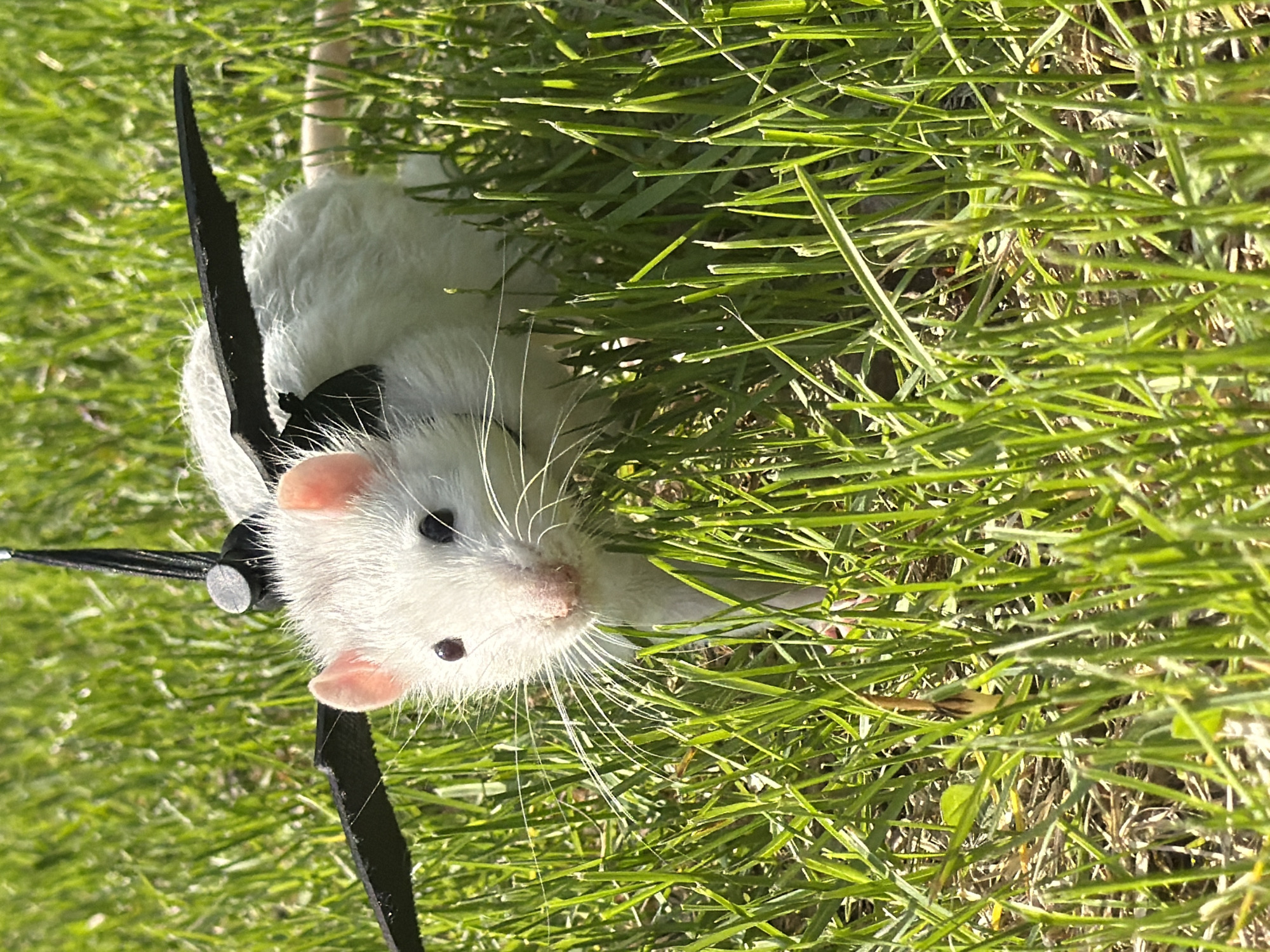 A white rat wearing a black harness is in green grass. The photograph was taken outside in daylight. There is no indication of the location of Dubovaya, Russia in the image.