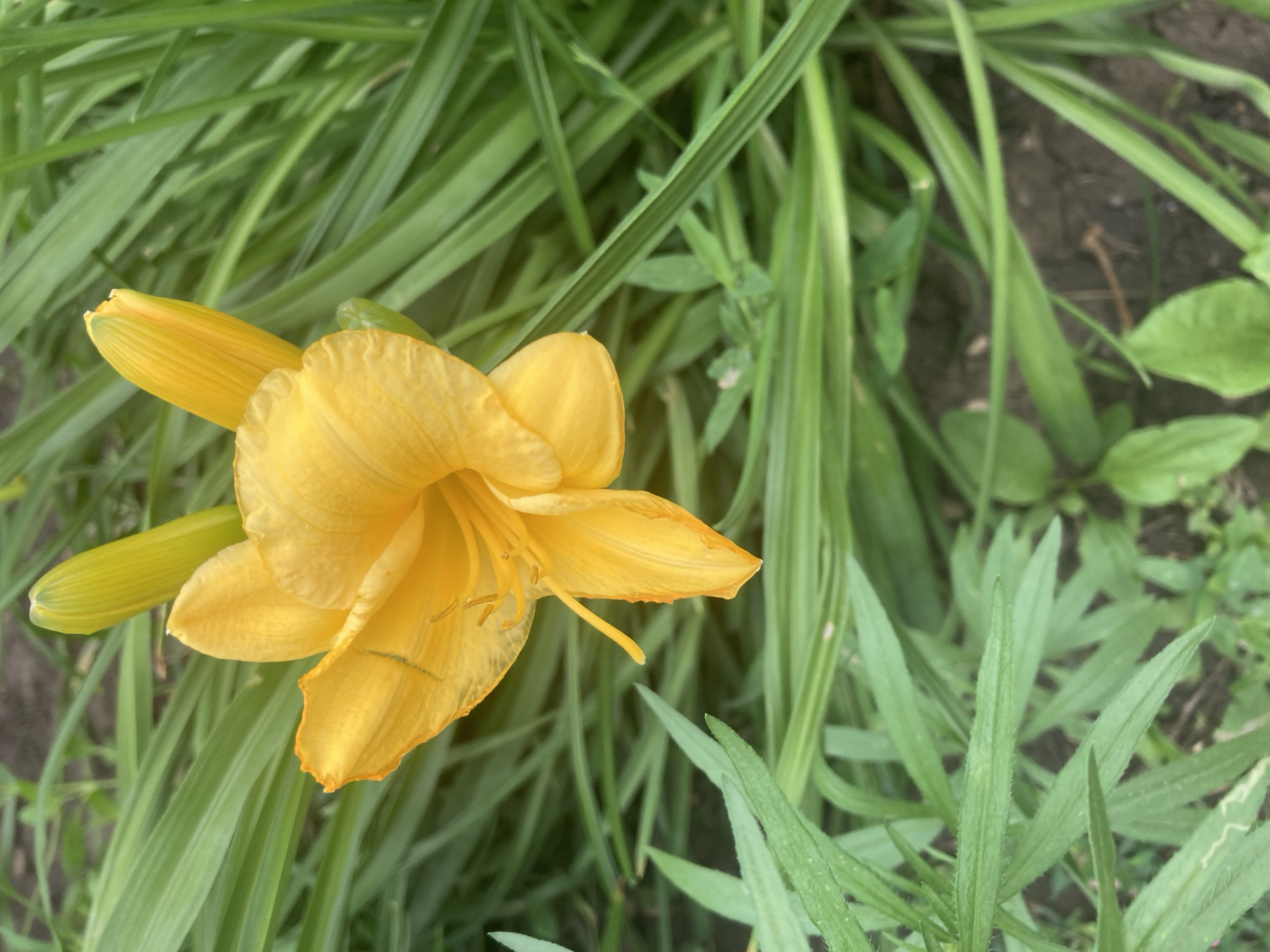 A close-up, eye-level shot shows a vibrant yellow daylily in full bloom surrounded by lush green foliage. Two unopened buds are visible behind the open flower, also a bright yellow. The flower's petals are unfurled, revealing its stamens and pistil. The background consists of long, slender green leaves and dark soil, suggesting an outdoor garden setting. This image was taken in Balakovo, Russia.