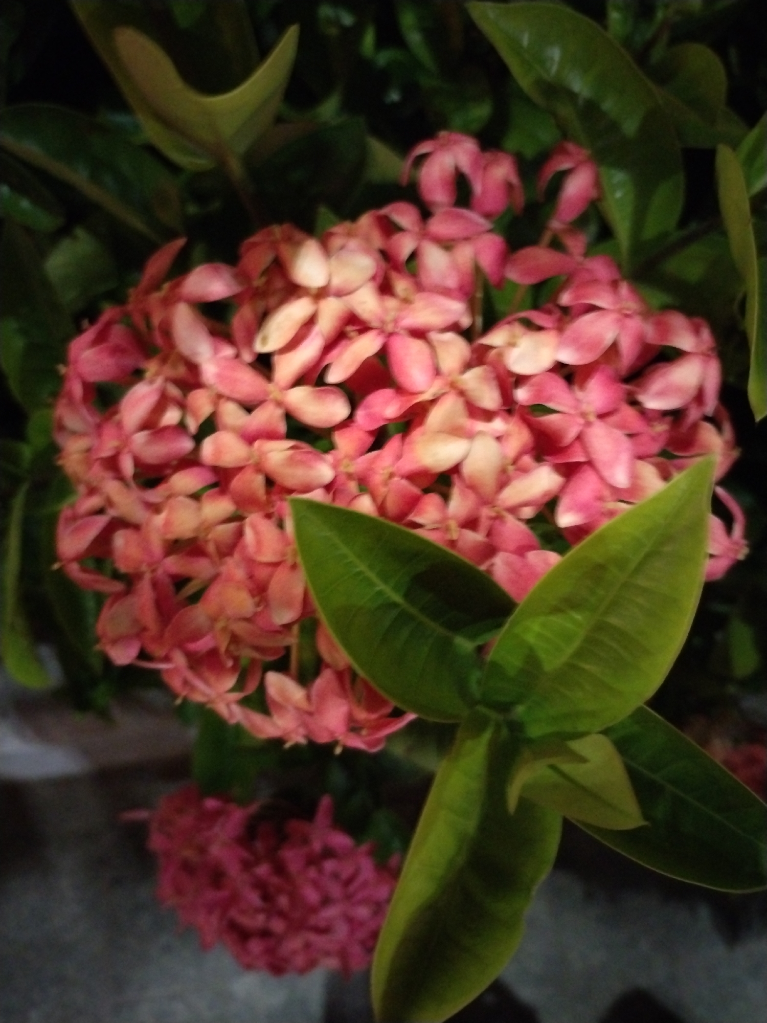 A close-up shot depicts a cluster of small, pinkish-red Ixora flowers, also known as jungle geranium or flame of the woods, surrounded by dark green leaves. The flowers form a dense, spherical shape, with individual blooms having four petals. The leaves are oblong, glossy, and positioned both behind and in front of the flower cluster. Another smaller cluster of flowers is present in the bottom left corner. The photo appears to have been taken at night or in low light conditions, with some areas appearing slightly blurred. This scene is consistent with a natural setting in Nha Trang Ward, Vietnam, where Ixora plants are common.