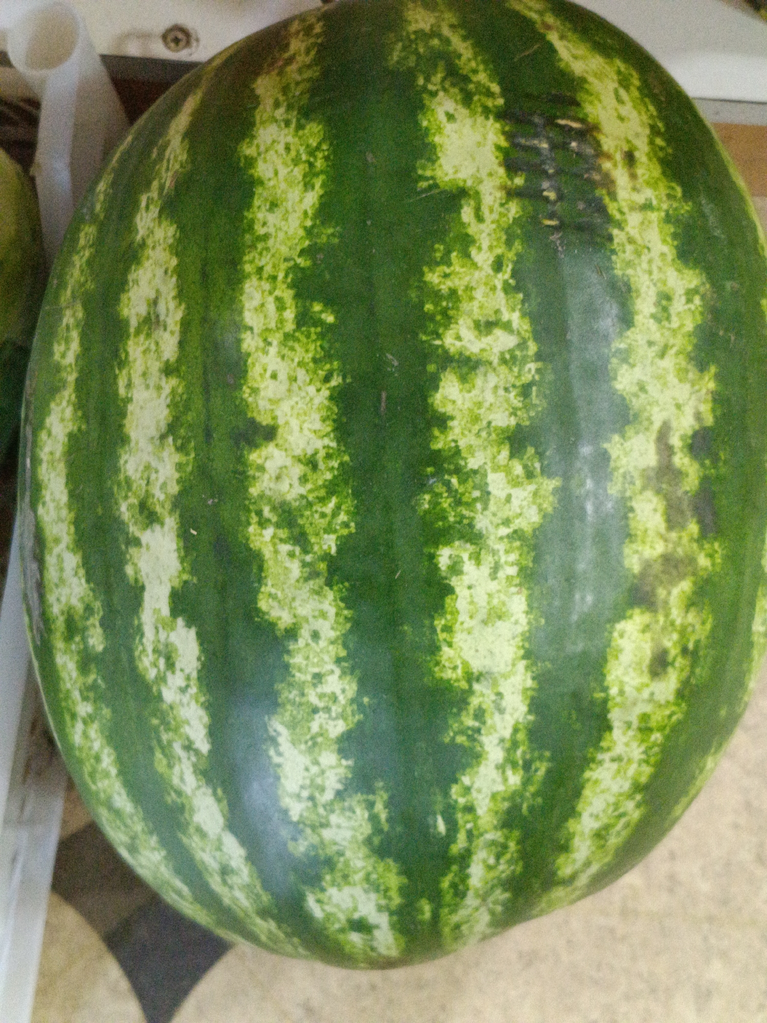 A close-up, eye-level shot shows a whole watermelon with dark green and light green stripes. The watermelon is positioned in the foreground and fills most of the frame, resting on a light-colored surface. In the background, a white object, possibly a plastic container or a stand, is visible on the left. The image appears to be taken indoors, with the lighting casting subtle shadows and highlighting the texture of the watermelon rind. The location is identified as Martuni, Armenia.