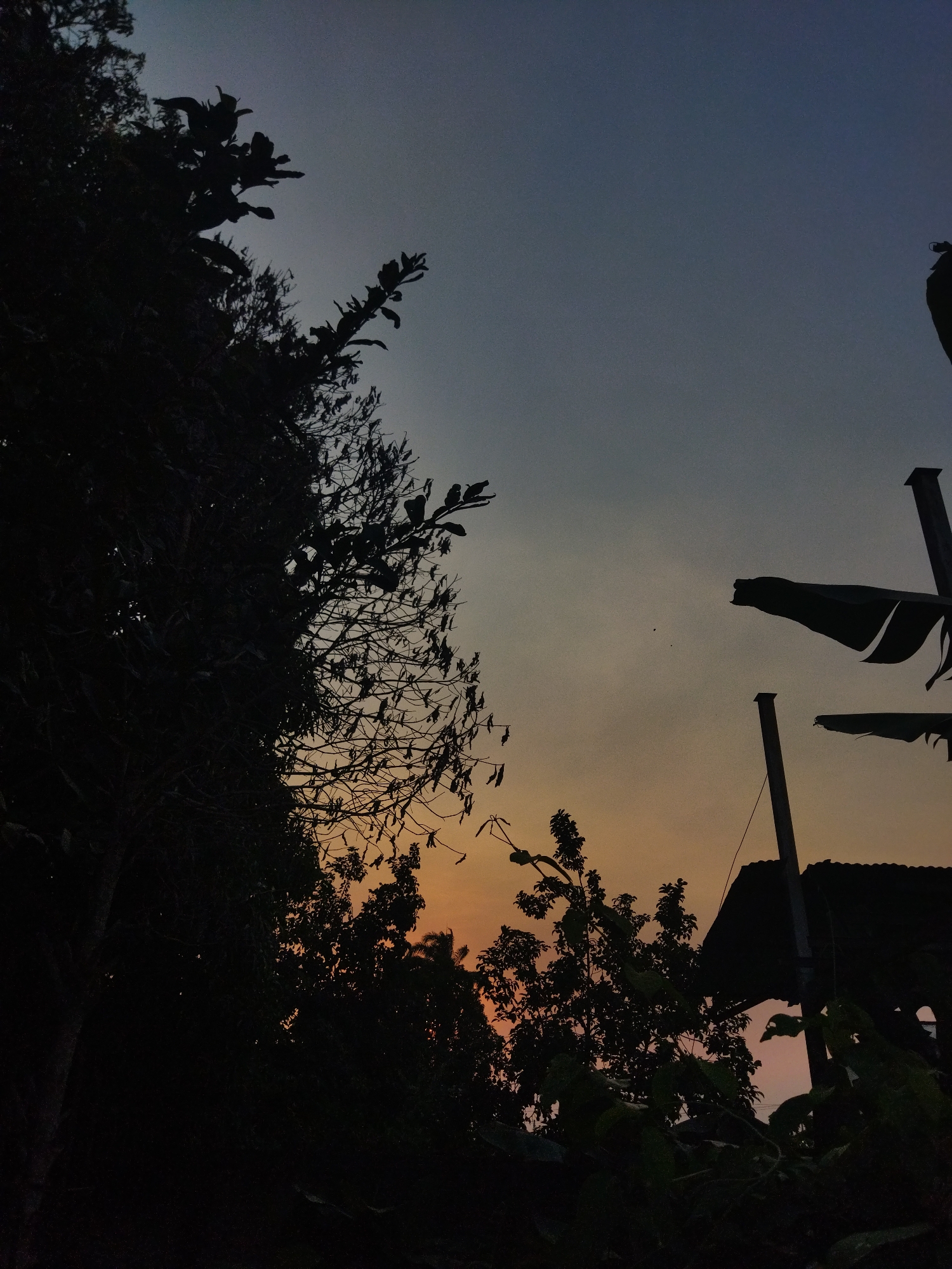 The image displays an outdoor scene at either dawn or dusk, characterized by a twilight sky transitioning from dark blue-grey at the top to orange, pink, and yellow hues near the horizon. The left side of the frame is occupied by the dense, dark silhouette of a large, mature tree, exhibiting numerous branches and varied foliage. Towards the right, large, elongated leaves, consistent with banana plants, are silhouetted against the sky. Below these leaves, the dark outline of a structure with a sloped roof is visible, likely a residential building or shed. Several dark, vertical poles, possibly utility poles or structural supports, are present on the right side, extending vertically into the sky. Additional dark foliage from smaller trees and shrubs occupies the lower central and right areas. Multiple tiny, dark specks are visible against the mid-sky. No human figures or discernible activities are present. The environment combines natural vegetation with simple structural elements. The location is the city of Unknown, Unknown.
