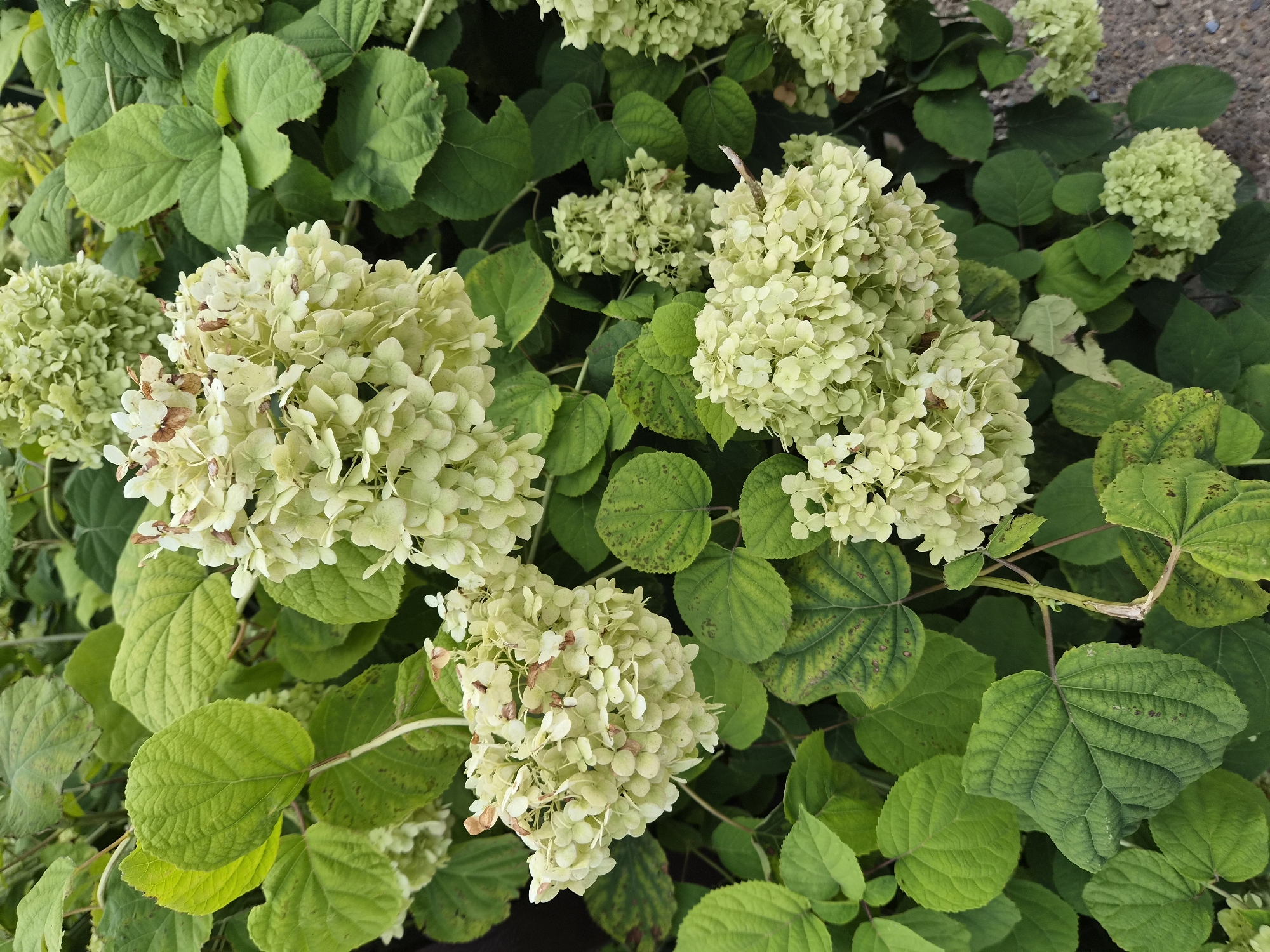 A high-angle, full shot captures a cluster of white hydrangeas in bloom, their delicate petals forming rounded floral heads. The hydrangeas are lush with large, green leaves, some showing signs of browning and spotting, indicating the late summer or early autumn season. The background is filled with more greenery and hints of a gravel path, suggesting an outdoor setting in a garden or park. The scene is devoid of any human presence or activity. The image is likely from Yelabuga, Russia, given the context provided, but there are no specific visual cues within the image to confirm this location.