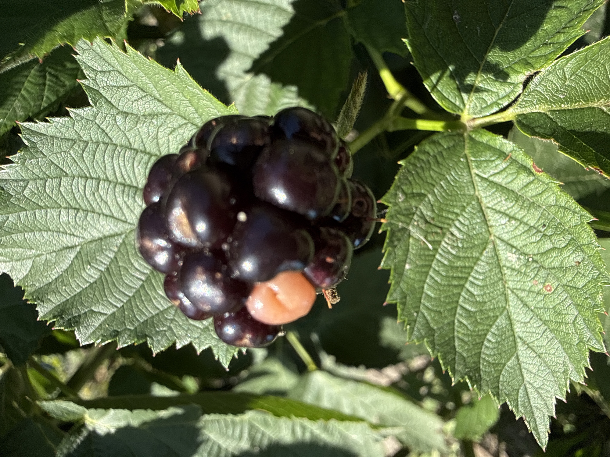 A close-up, vertical, eye-level shot shows a cluster of dark purple blackberries on a vine. One berry in the cluster is a pale orange, indicating it is unripe. The blackberries are clustered together, with the unripe berry nestled among them. The leaves of the plant are a vibrant green and have serrated edges. The scene is illuminated by natural sunlight, creating shadows on the leaves. The background is out of focus, suggesting a natural outdoor environment. The image was taken in an unspecified location within an unknown city.