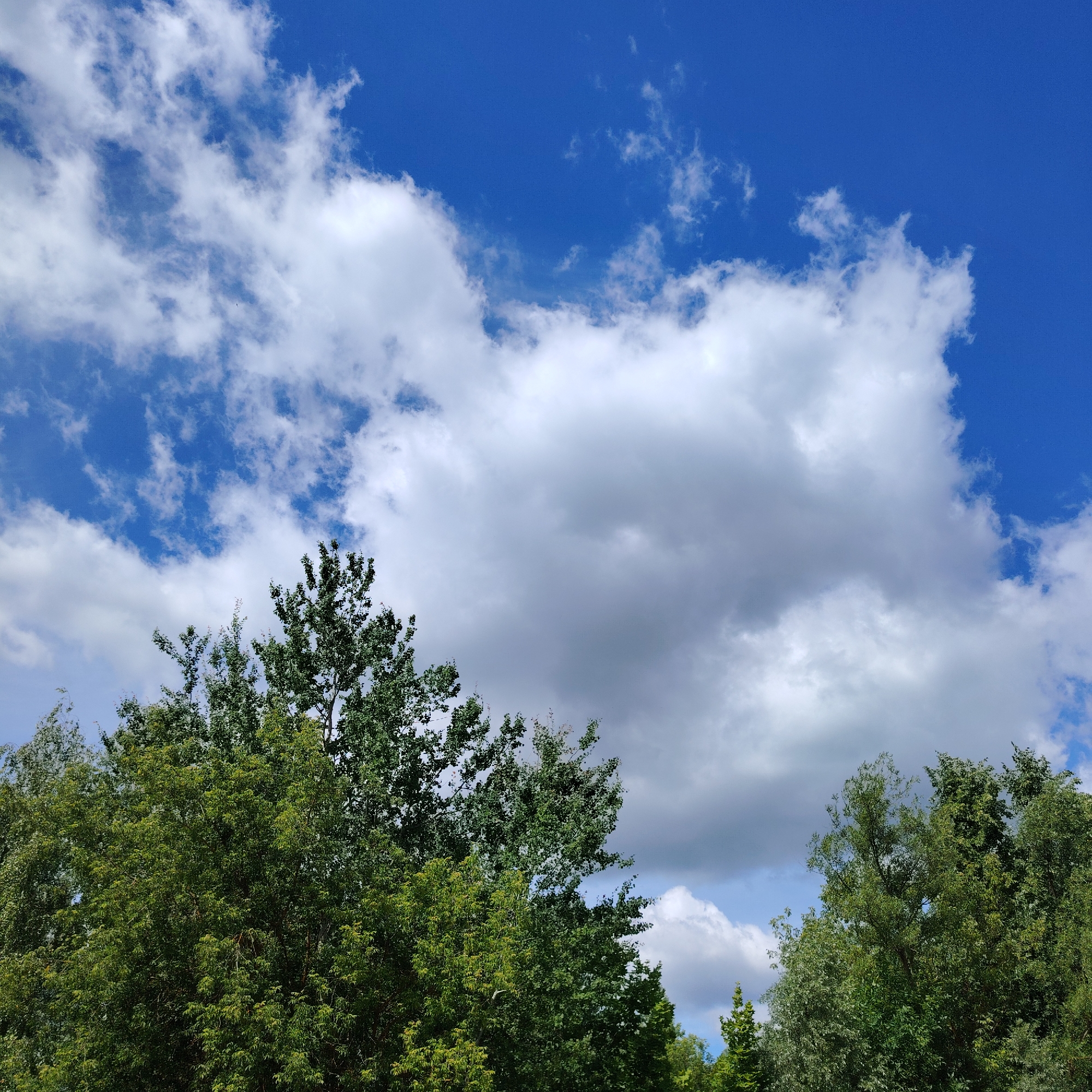 The image depicts a clear blue sky filled with scattered white cumulus clouds. The lower portion of the frame is dominated by the lush green foliage of several trees, their branches reaching upwards towards the sky. The scene appears to be an outdoor natural setting, likely in a park or forested area, given the density of the trees. The bright blue sky and fluffy white clouds suggest a daytime setting with good weather. The specific location of Рахманово, Russia, is not visually discernible from the image itself; it is provided as external context. There are no people or visible actions taking place in the image, focusing solely on the natural landscape.