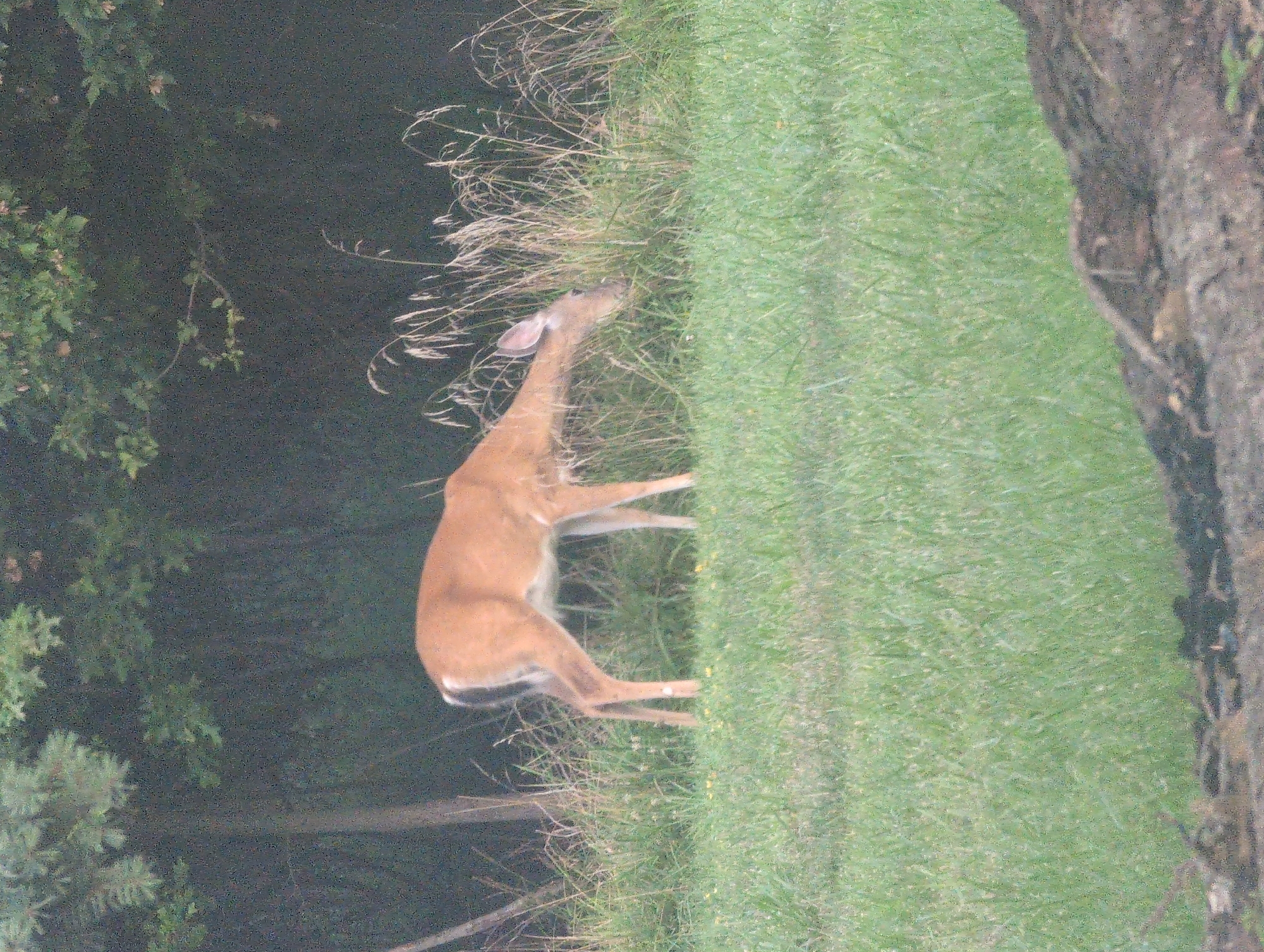 An adult white-tailed deer is grazing in a grassy field. The deer is light brown with white markings on its legs and tail. It is facing to the right and its head is down, eating grass. The background consists of tall dry grass and trees. The scene is in a natural environment, likely a park or wooded area within Strongsville, United States of America. The time of day appears to be overcast or late afternoon, as the lighting is dim and diffused. There are no other animals or people visible in the image.