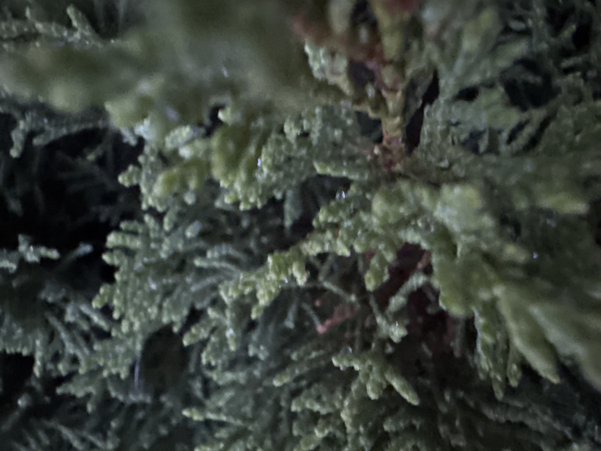 The image depicts a close-up view of vegetation, possibly a type of seaweed or coral, with a branching structure. The color of the vegetation is predominantly light green to grayish-green, with some reddish-brown areas visible. The background is dark and indistinct. The location is unknown.