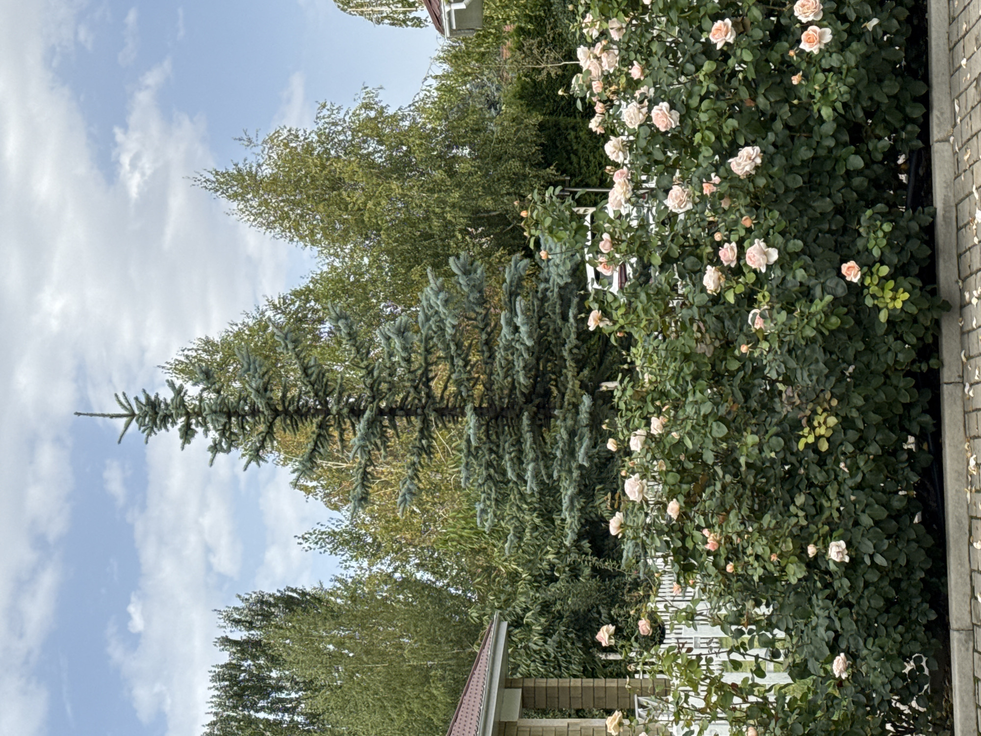 The image captures a well-maintained garden scene, likely a private residence, in Sary-Oy, Kyrgyzstan. In the foreground, a dense hedge of light pink roses blooms profusely, their delicate petals contrasting with the deep green foliage. The roses are arranged along a low white fence, partially obscured by their growth. Behind the roses, a tall, mature spruce tree stands prominently, its blue-green needles reaching towards a partly cloudy sky.
The background reveals a lush, verdant environment with a variety of trees, suggesting a semi-rural or suburban setting. The presence of architectural elements, such as the corner of a house with a red-tiled roof and a white-columned porch on the left, further reinforces the impression of a residential property. The ground in the immediate foreground is paved with grey interlocking stones, with a few fallen rose petals scattered on the surface. The overall atmosphere is one of natural beauty and domestic tranquility.