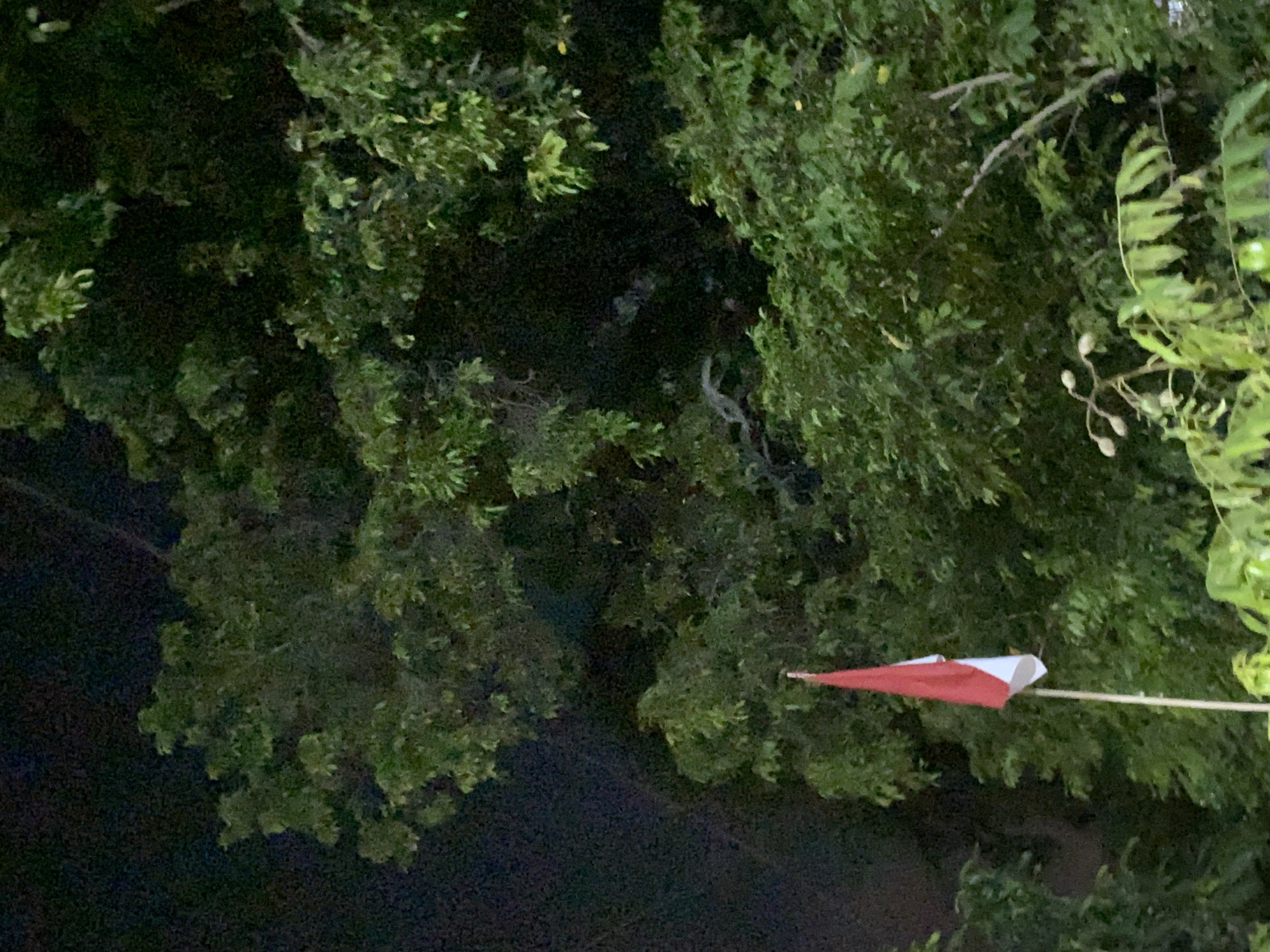 A national flag of Indonesia, red and white, is displayed on a flagpole against a backdrop of dark foliage and a black sky. The flag is partially unfurled, with the red portion at the top and the white portion below. The flagpole is white and extends from the bottom of the frame upwards. The foliage, consisting of dense green leaves and branches, dominates the majority of the image. The lighting suggests it is nighttime, with some illumination possibly from artificial sources, creating a contrast between the dimly lit flag and the darker surroundings.