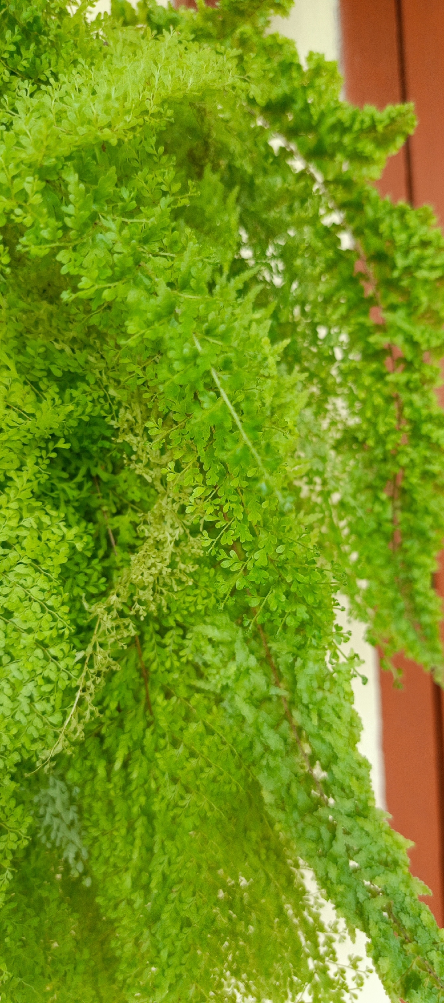 The image shows a close-up of vibrant green fern fronds cascading down. The fern appears to be a hanging plant, with delicate, feathery leaves. In the background, out of focus, is a reddish-brown surface, likely a wall or building, and a lighter-colored area which could be a window frame or another part of the structure. The lighting suggests it is daytime. The image is cropped to focus entirely on the foliage, with no people or specific landmarks visible. The location provided, Pasi Rawa, Indonesia, does not offer any discernible visual cues within the image itself.
