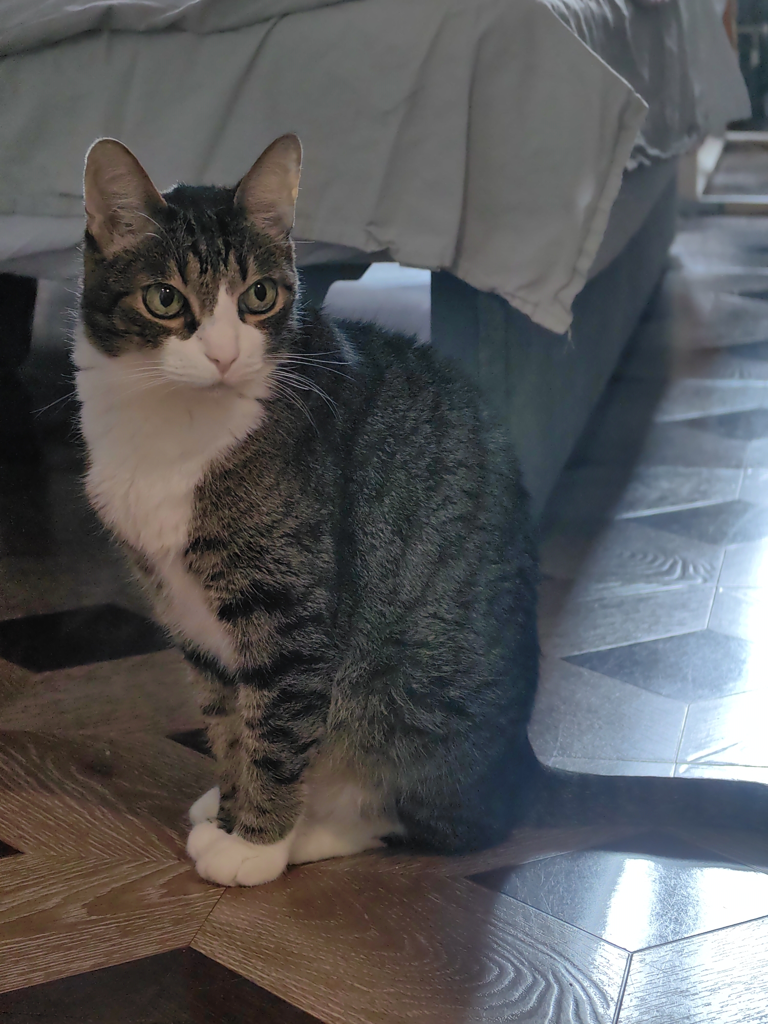 A tabby cat with white markings on its chest and face sits on a wooden floor in front of a bed. The cat is looking to its right, with green eyes. The room is dimly lit, with sunlight streaming in from the right side of the frame, illuminating the floor. The background consists of a bed with white linens and a grey headboard. The floor has a parquet pattern with alternating light and dark wood tones. The image does not contain any information about the city of Tver, Russia.