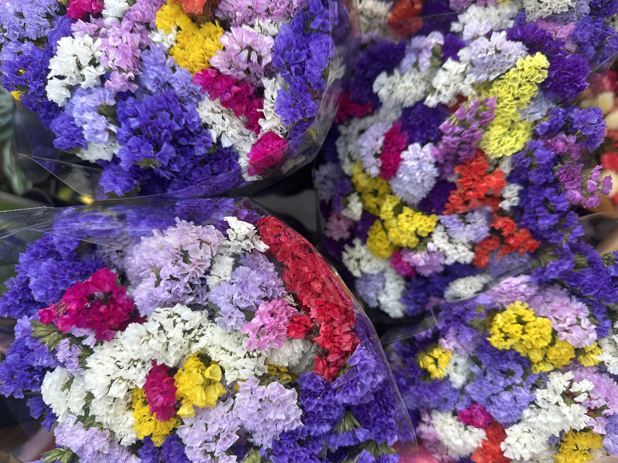 This media file is a close-up, overhead shot of several bouquets of dried statice flowers. The flowers are tightly packed and come in a vibrant array of colors, including shades of purple, lavender, pink, magenta, white, yellow, and red. They appear to be wrapped in clear plastic, suggesting they are prepared for sale. The lighting suggests it is daytime. The scene is likely a flower market or shop. There is no visible text in the image. The overall impression is one of abundant, colorful floral display, evoking a cheerful and lively atmosphere. Given the location context of Barcelona, Spain, these bouquets could be part of a market stall or a flower shop, perhaps sold as souvenirs or decorative items. The focus on the flowers and their texture suggests an appreciation for their natural beauty and vibrant hues.