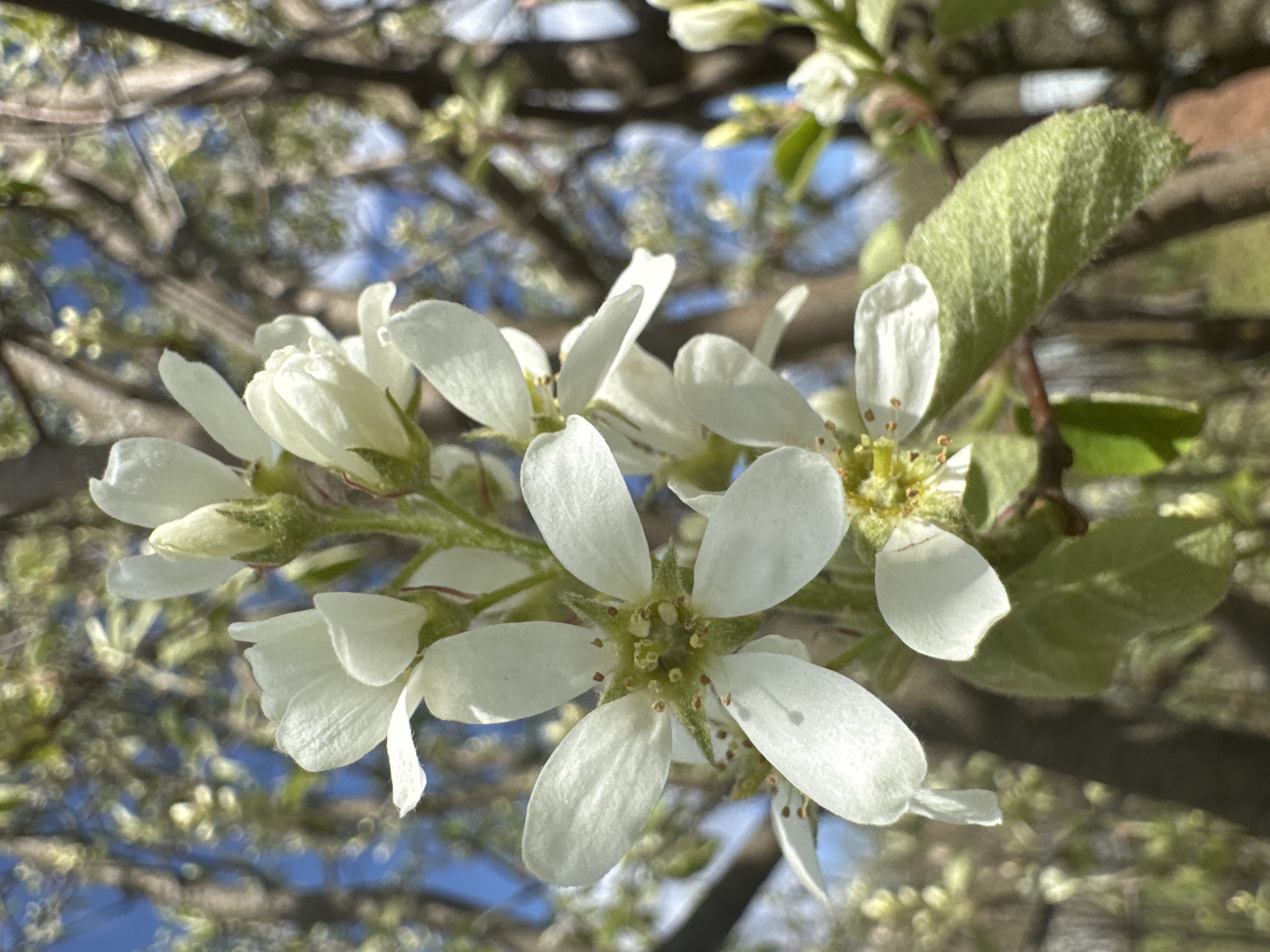 The image shows a close-up view of white flowers blooming on a tree branch against a blurred background of branches and blue sky. The flowers have five petals each, and some are still in bud form. There are some leaves visible, which are light green in color and have a fuzzy texture. No information about the location can be obtained from the image.