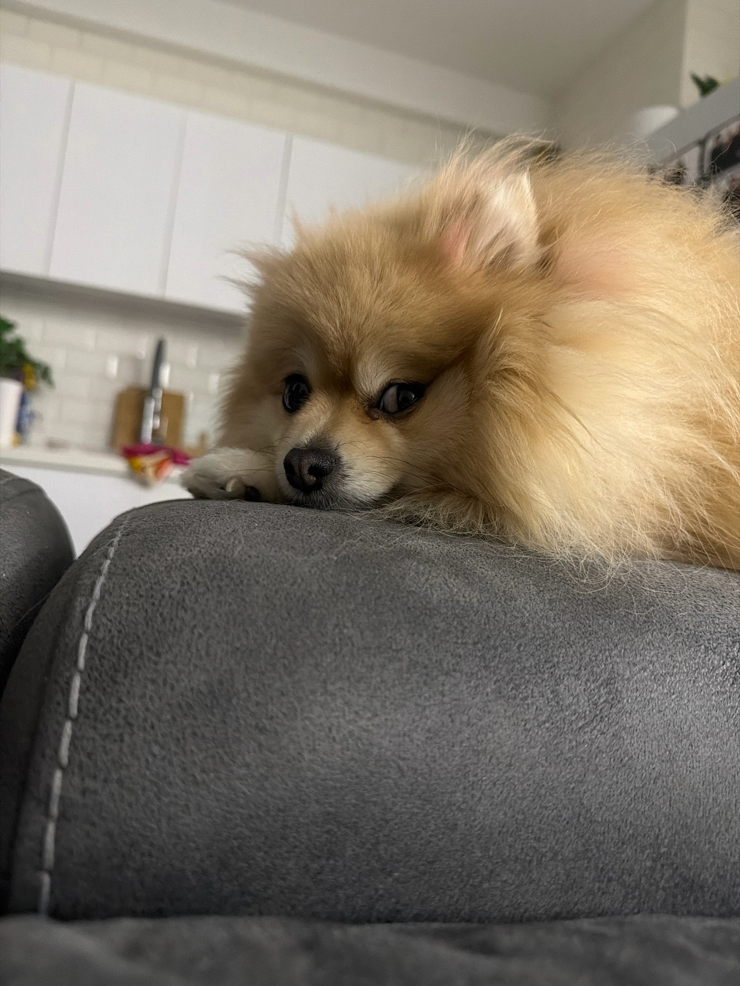 A fluffy Pomeranian dog with light brown fur rests its head on a dark gray couch. The dog's eyes are open and looking towards the camera. Its front paw is visible, resting on the couch next to its head. In the background, a kitchen counter is visible with white cabinets and a backsplash. The scene appears to be indoors, in a residential setting. There is no indication of the specific location in the city of Tbilisi, Georgia.